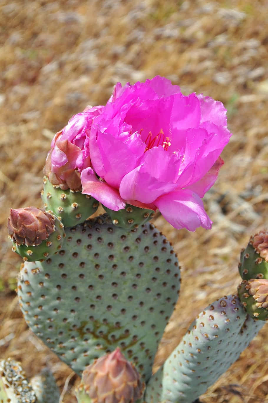 prickly pear cactus flower, vibrant pink, green cactus pad, HD Phone Wallpaper