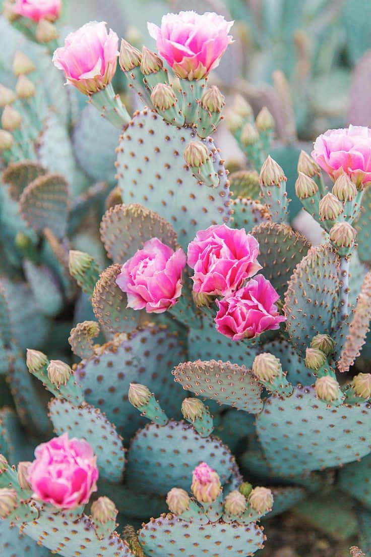 Prickly Pear Cactus Flower, vibrant pink, pale blue-green cactus pads, SD Phone Wallpaper