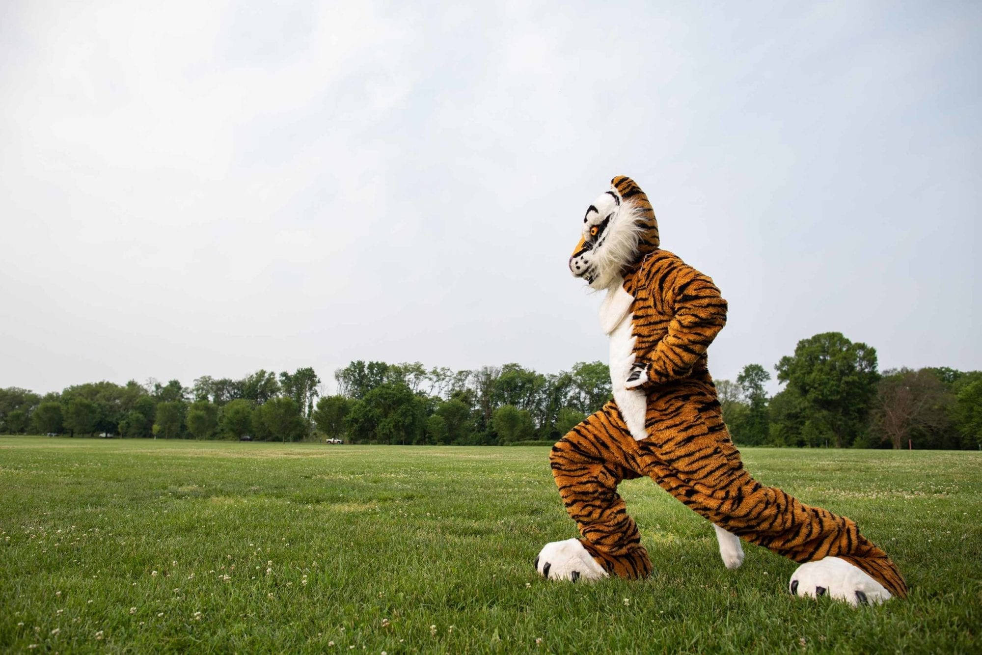 Princeton University, tiger mascot, full tiger mascot costume, Full HD Desktop Wallpaper