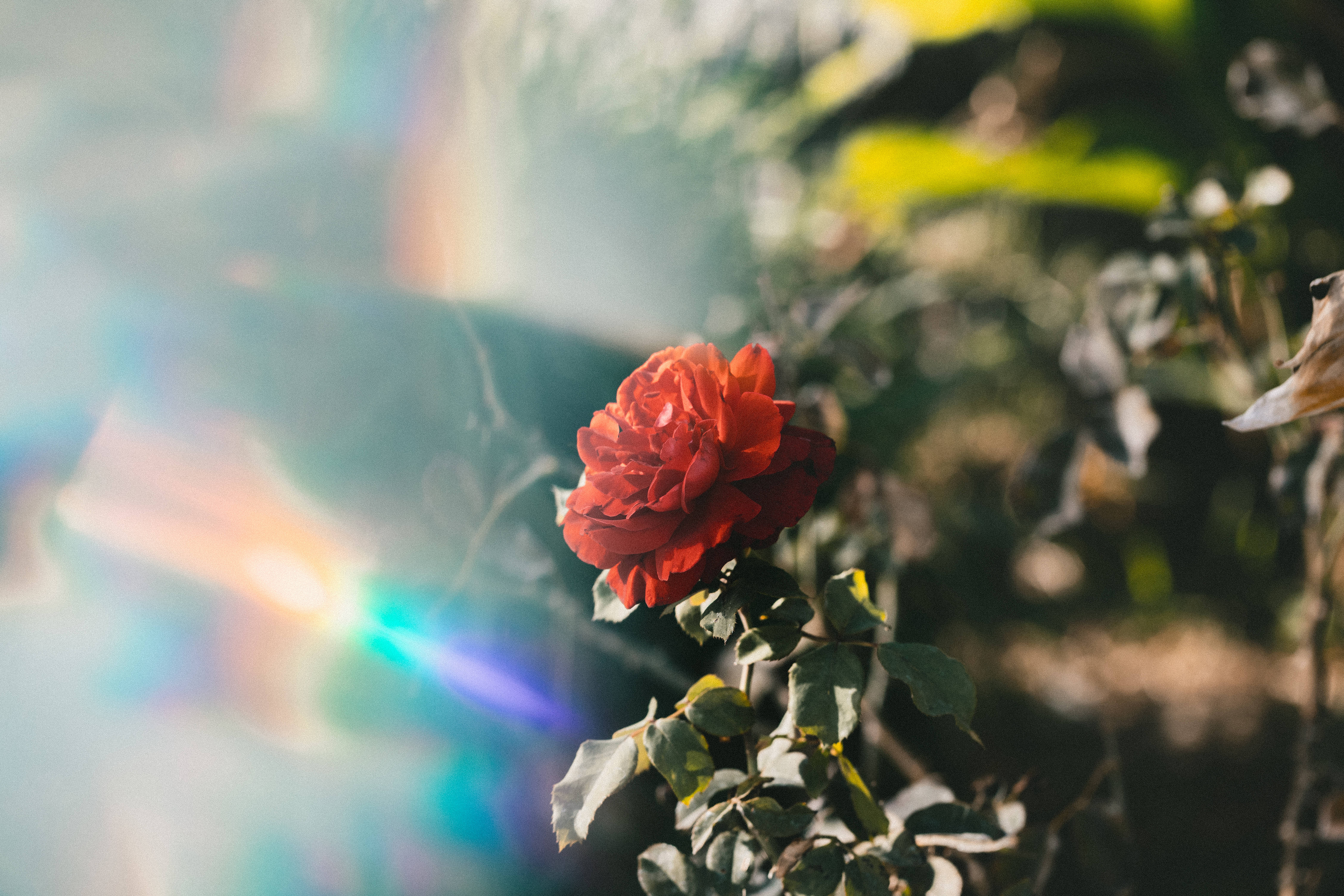 red rose, soft sunlight, colorful lens flare, 5K Desktop Wallpaper