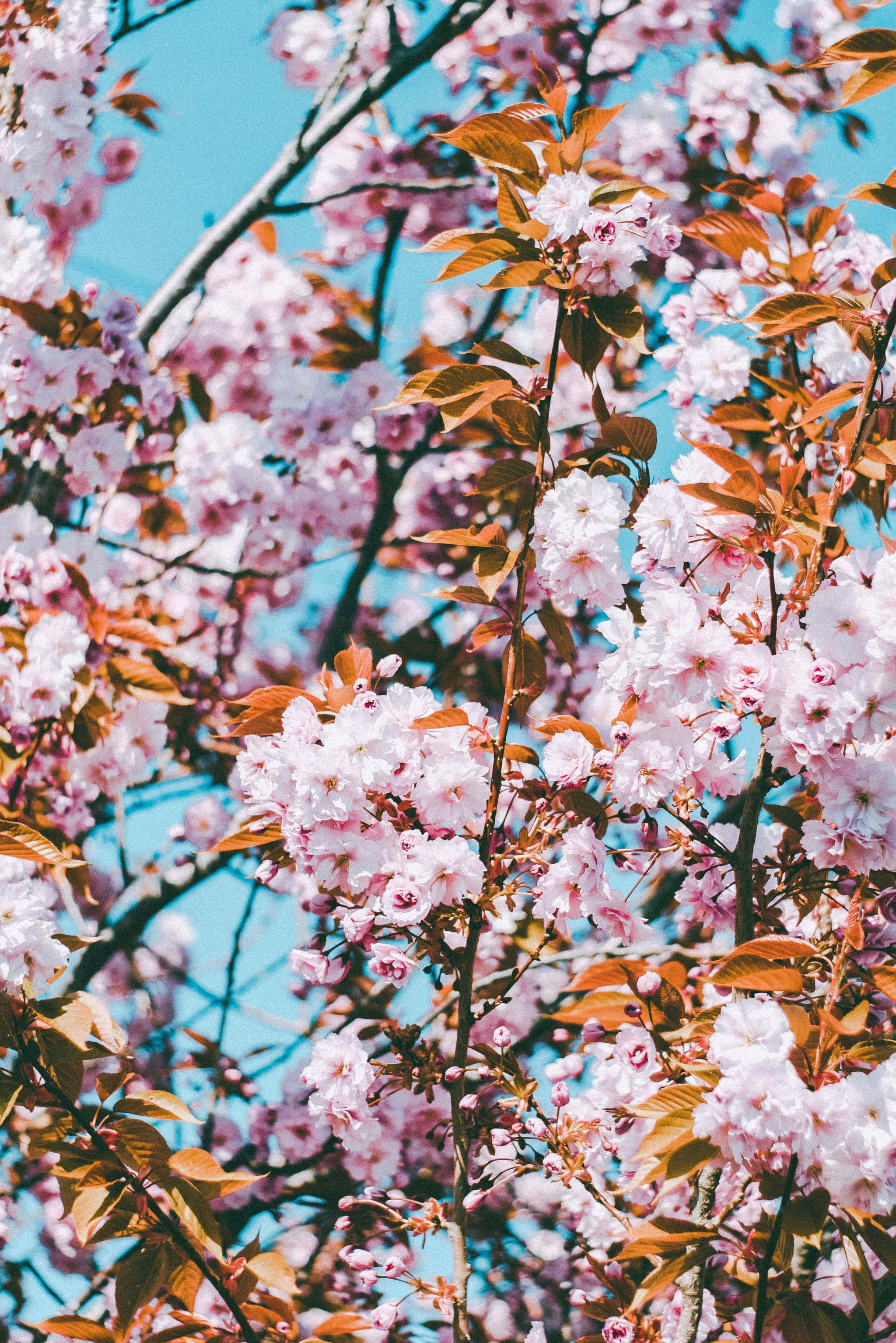 iPhone, cherry blossoms, soft pink petals, 2K Phone Wallpaper