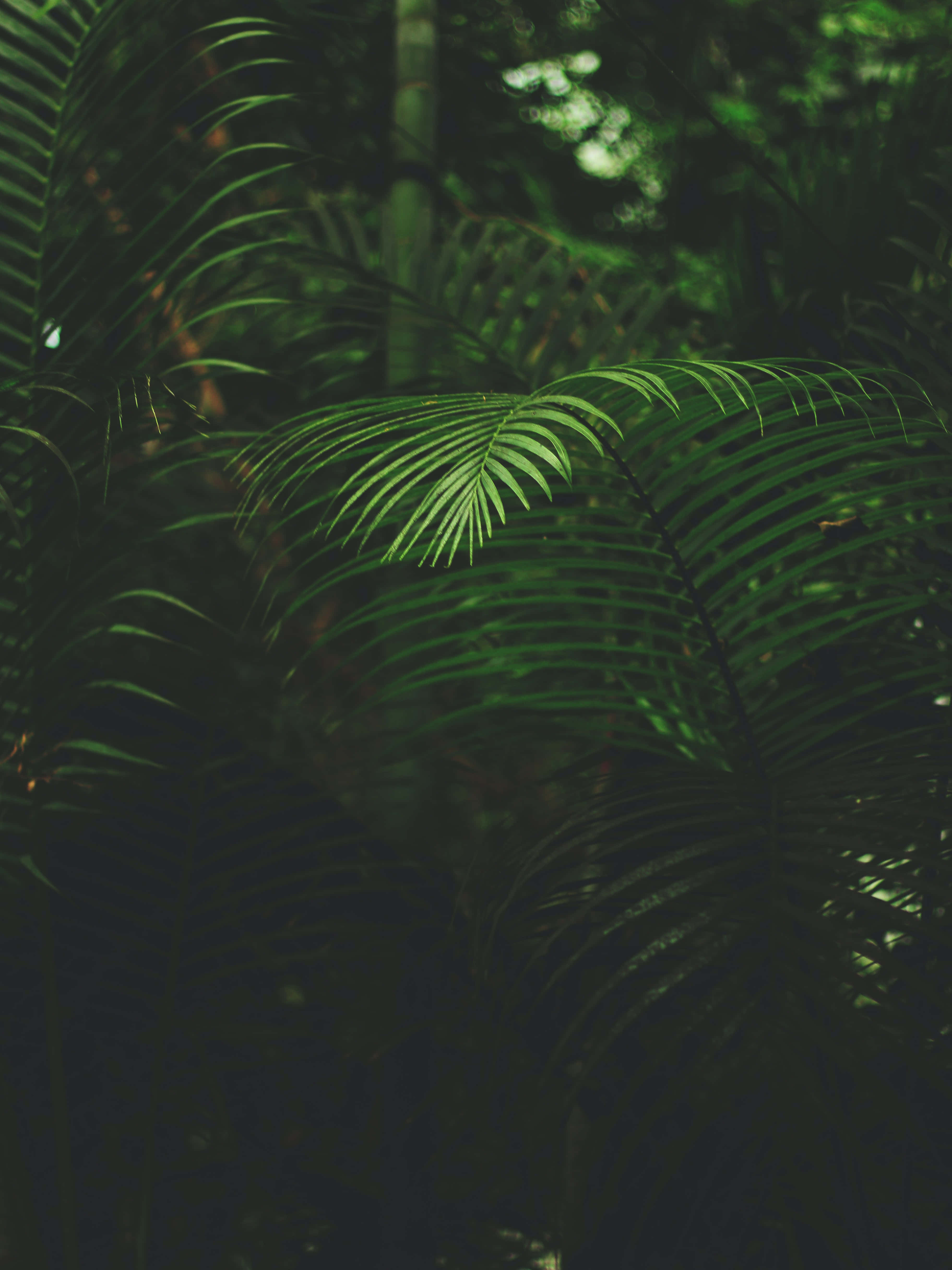 Professional iPhone, emerald, palm fronds, 4K Phone Wallpaper