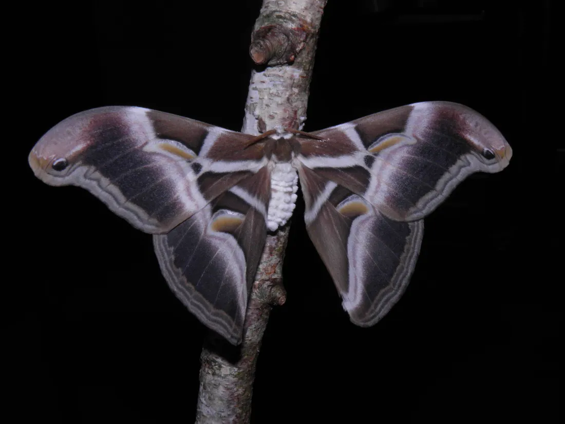 Promethea Moth