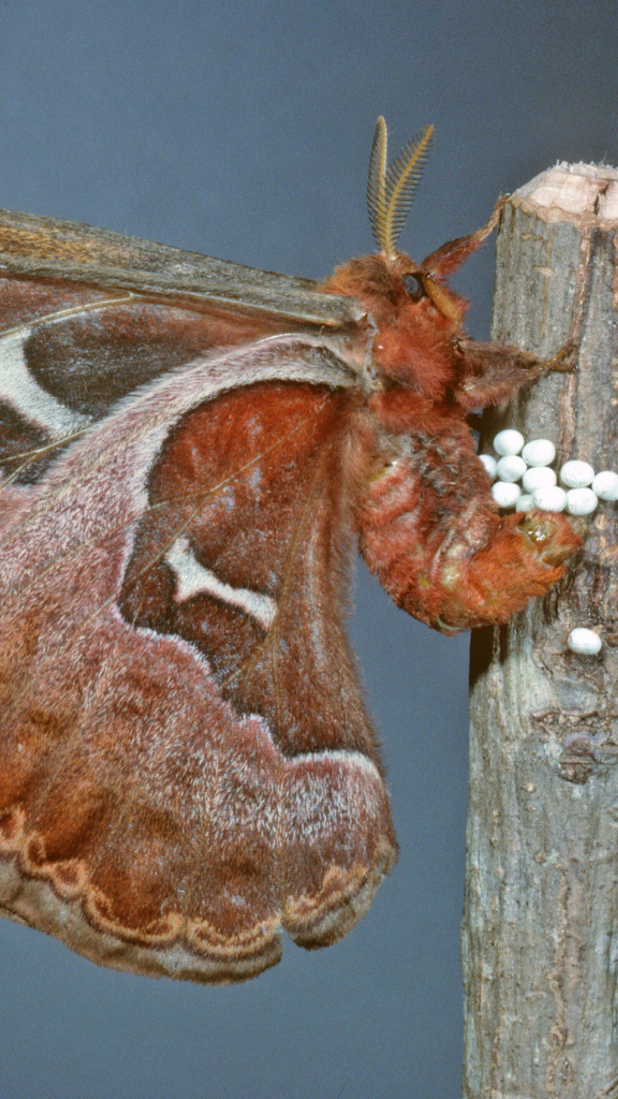 Promethea Moth, white eggs, feathery antennae, 4K Phone Wallpaper
