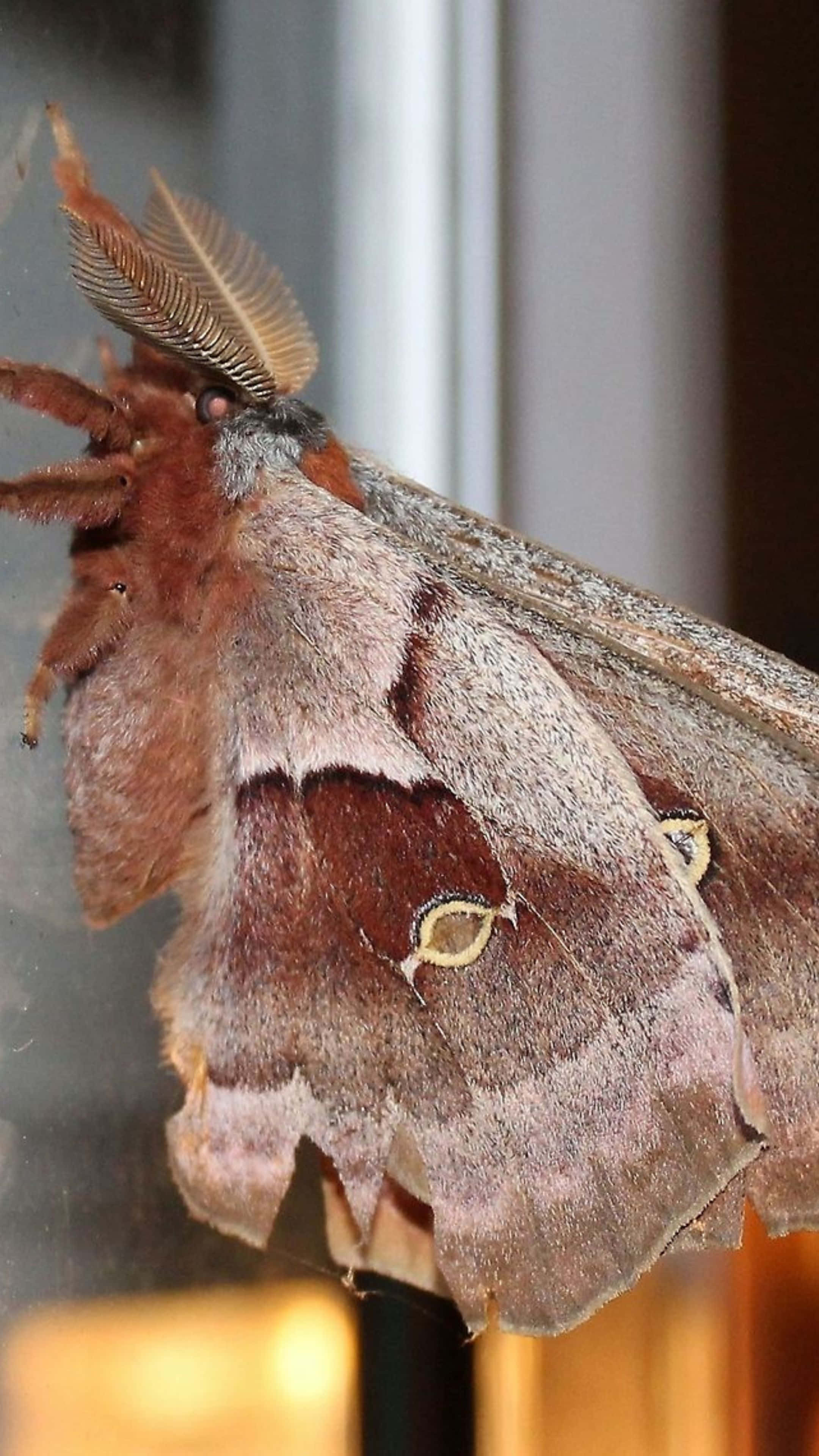 Promethea Moth, brown and gray, feathery antennae, 4K Phone Wallpaper