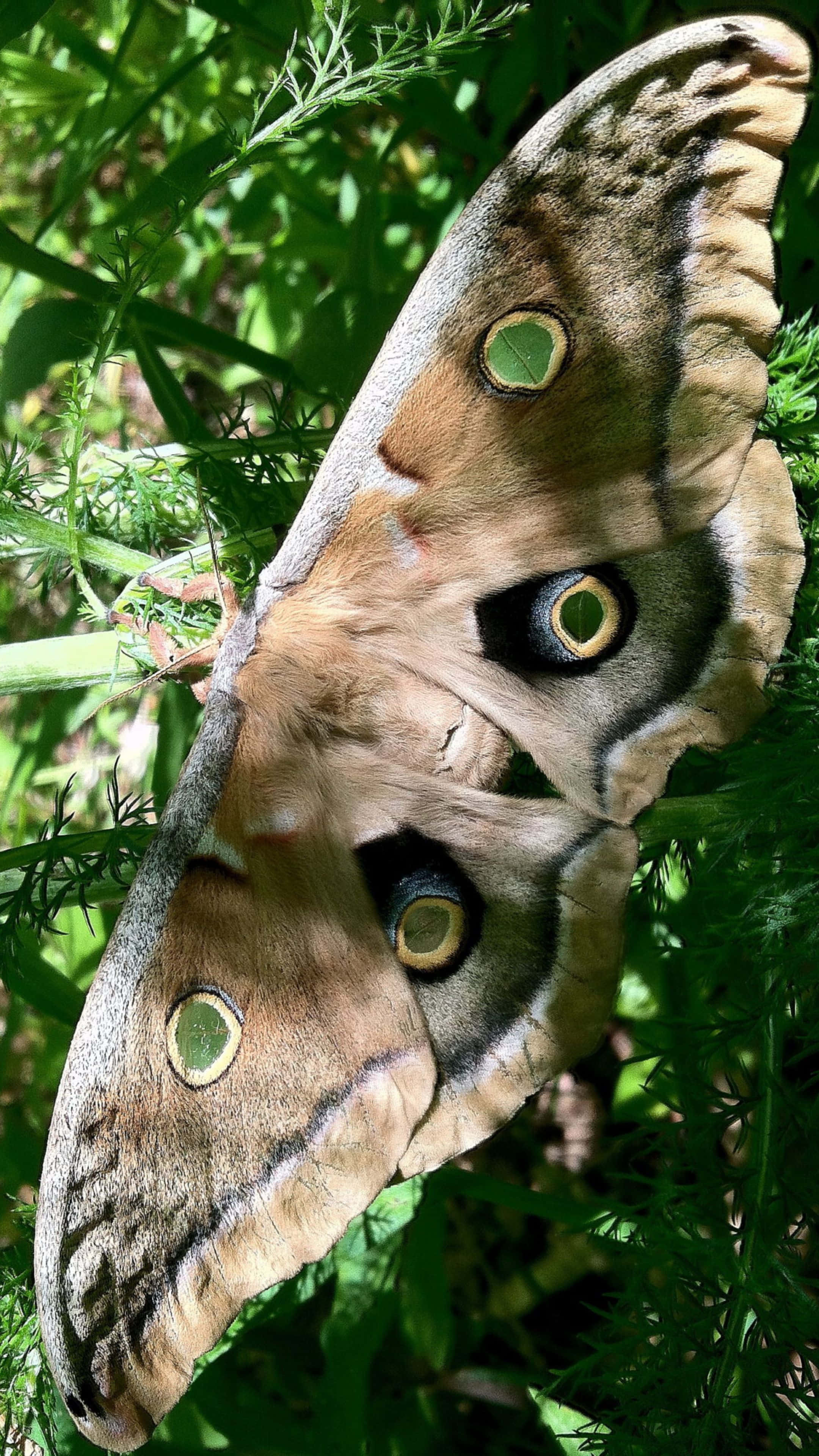 Promethea Moth, camouflage greenery, eye spot patterns, 4K Phone Wallpaper