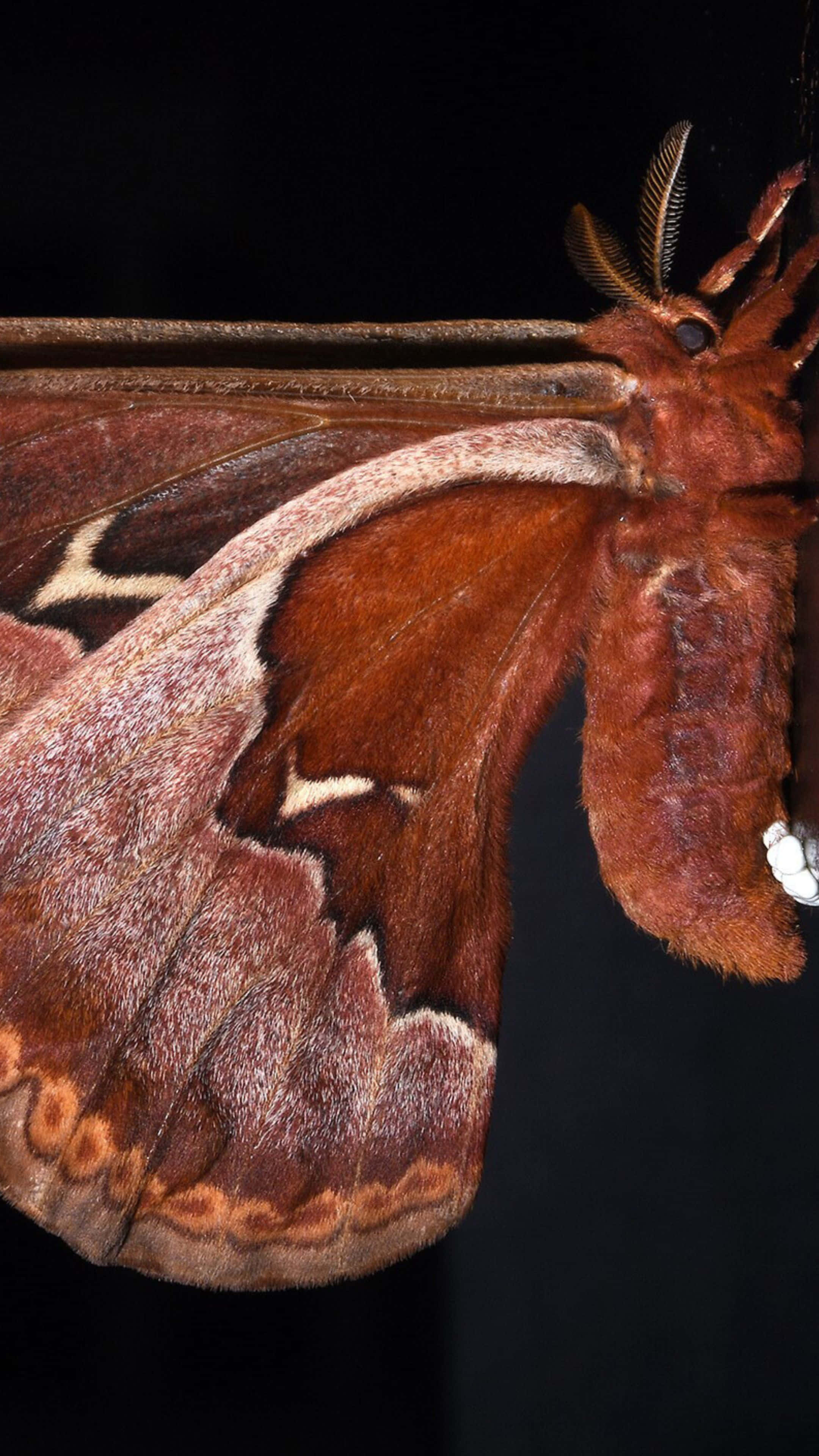 Promethea Moth, brown moth, intricate wing patterns, 4K Phone Wallpaper