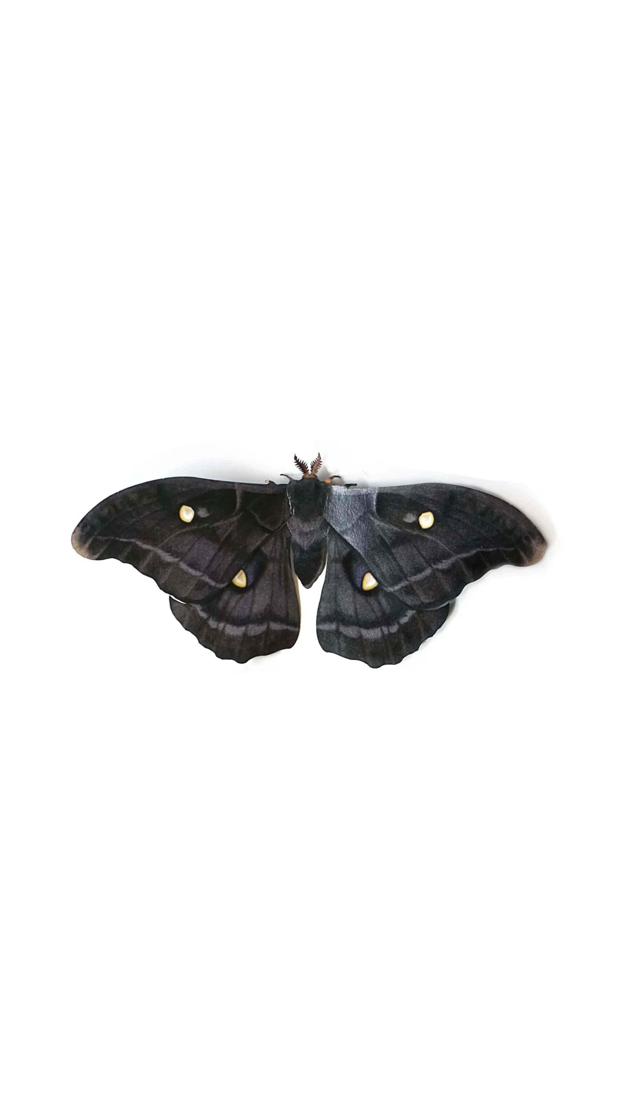 Promethea Moth, black moth, golden eye spots, 4K Phone Wallpaper