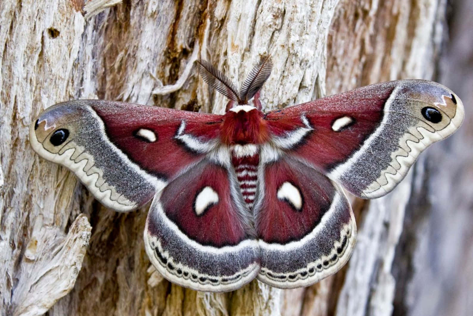 Promethea Moth, tree bark, vibrant red, HD Desktop Wallpaper