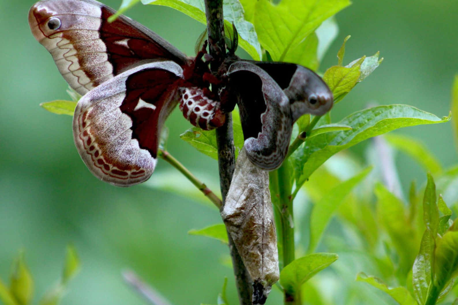 Promethea Moth, green leaves, eye spot patterns, HD Desktop Wallpaper