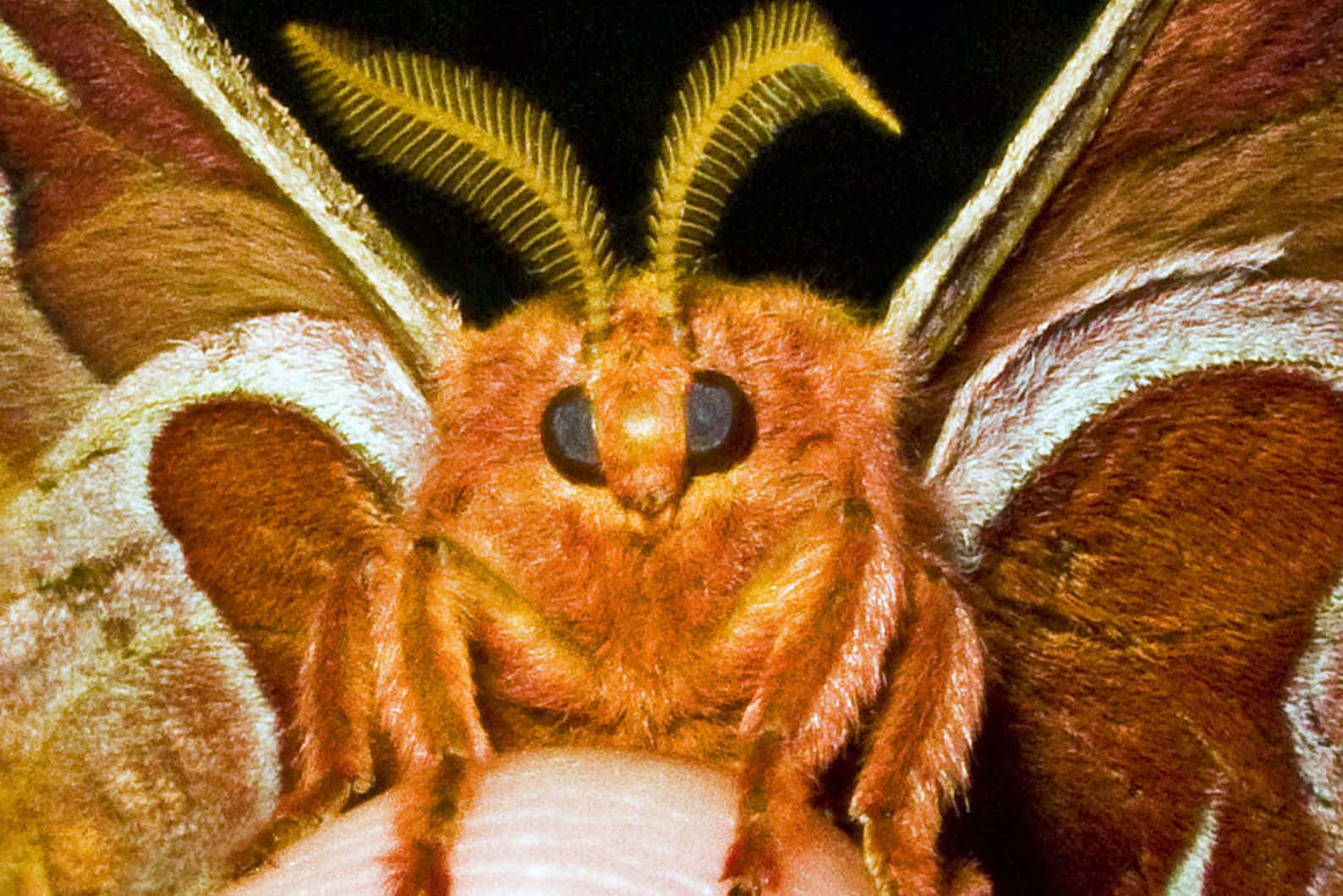Promethea Moth, fuzzy orange moth, feathery yellow antennae, HD Desktop Wallpaper