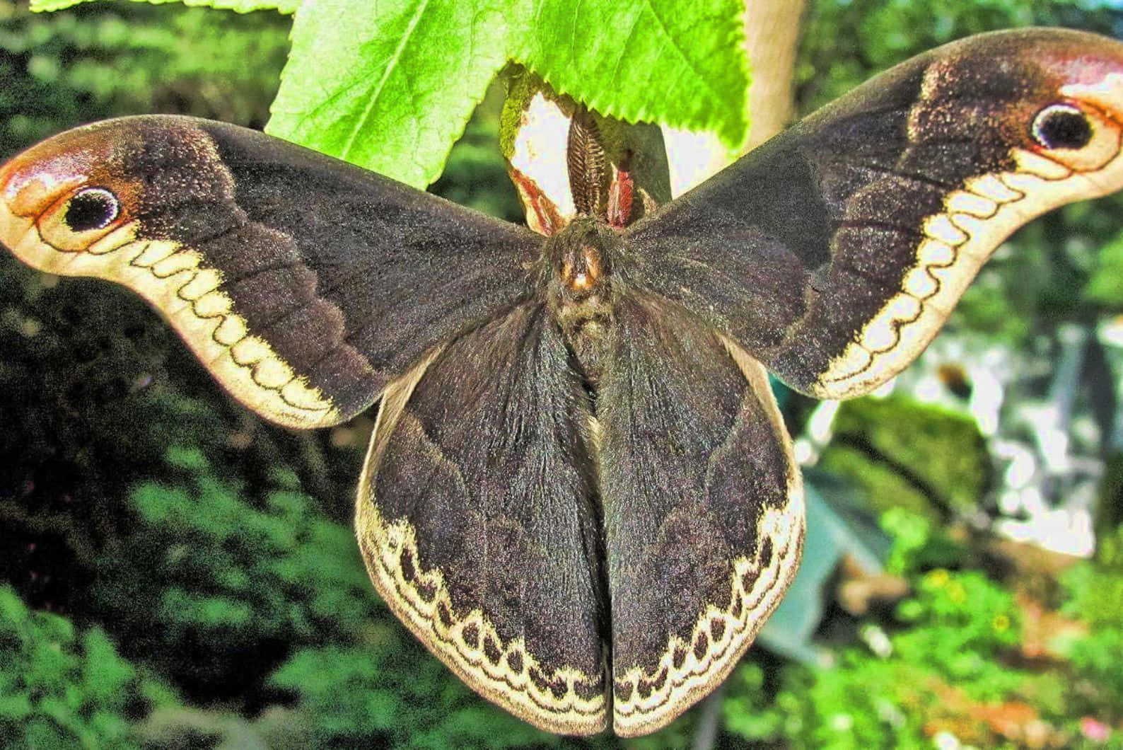 Promethea Moth, brown wings, eye spots, HD Desktop Wallpaper