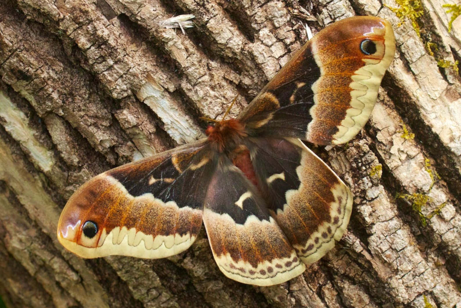 Promethea Moth, tree bark, brown and cream, HD Desktop Wallpaper