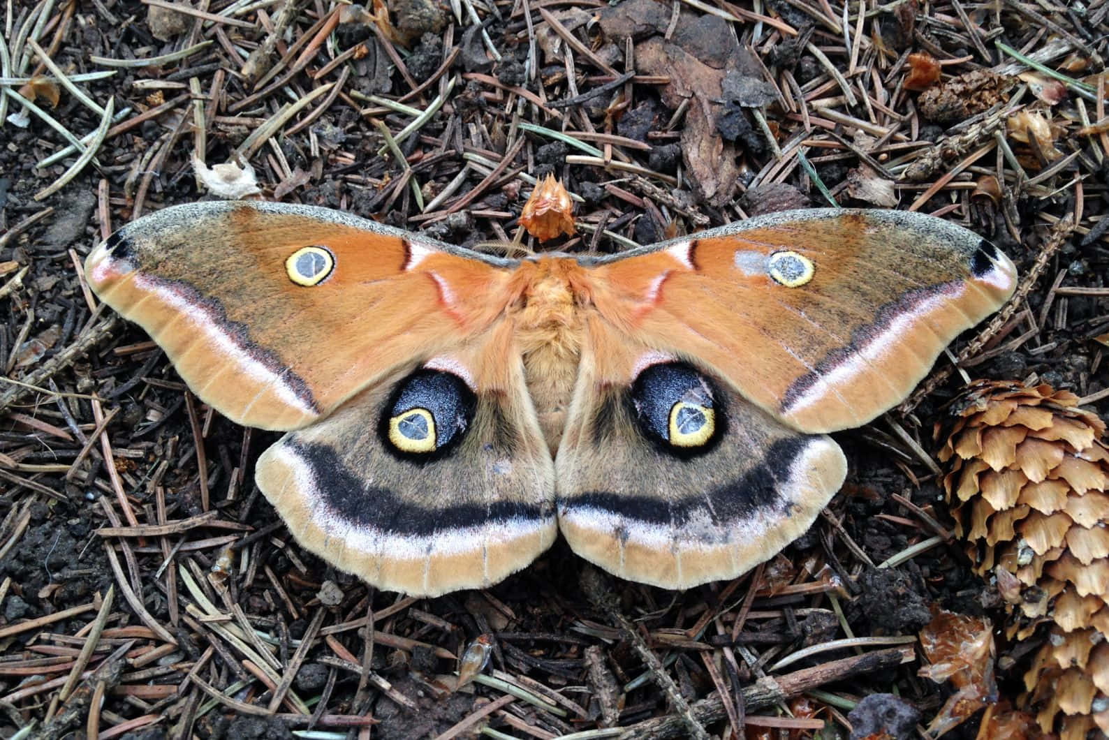 Promethea Moth, forest floor, dark soil, HD Desktop Wallpaper