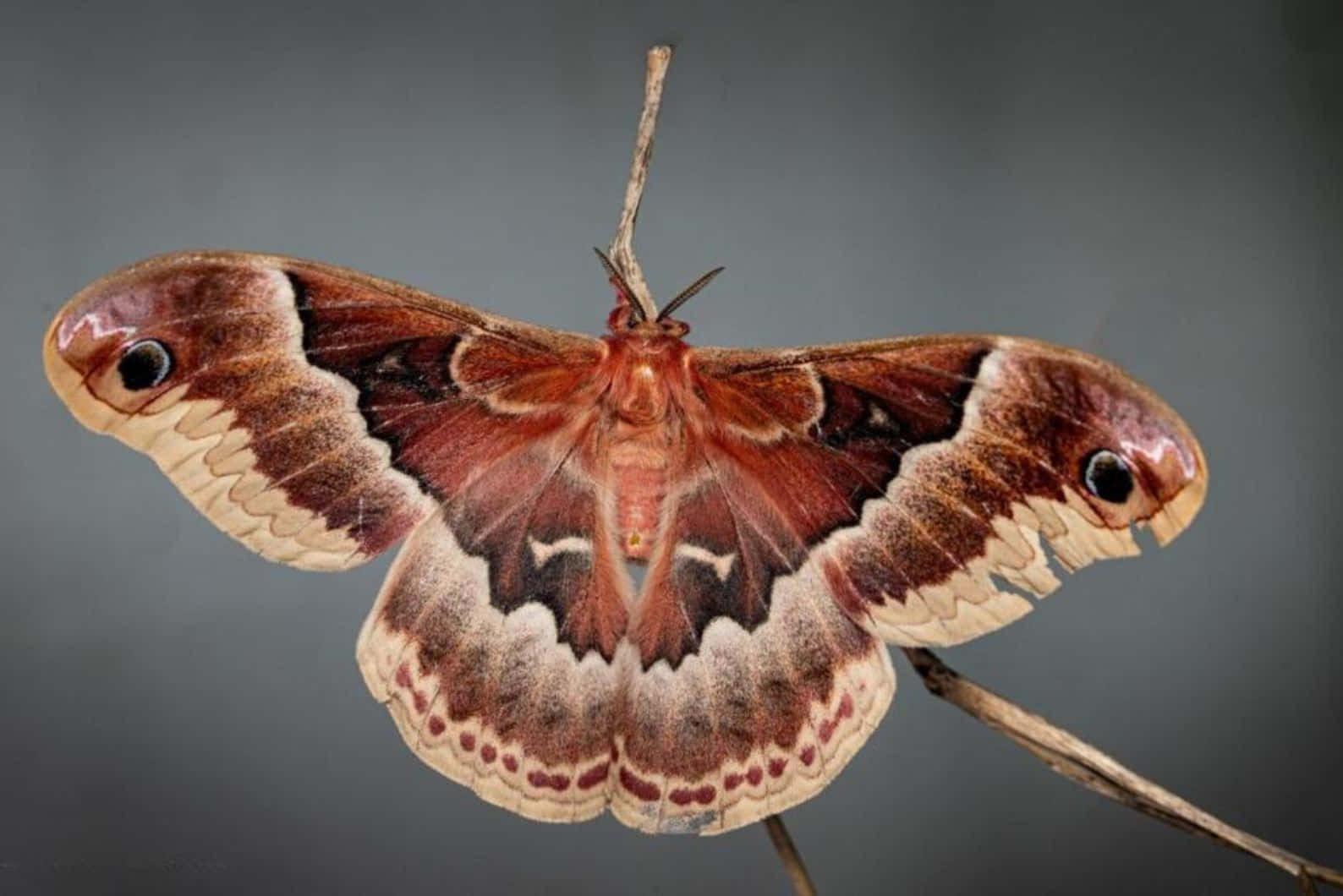 Promethea Moth, brown and cream, eye spots, HD Desktop Wallpaper