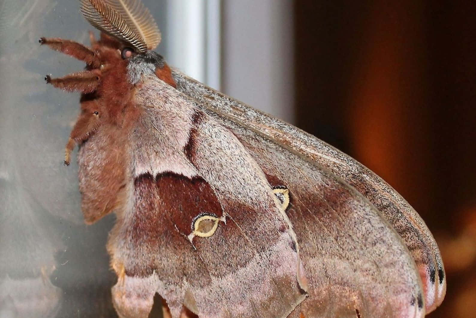 Promethea Moth, brown and gray, feathery antennae, HD Desktop Wallpaper