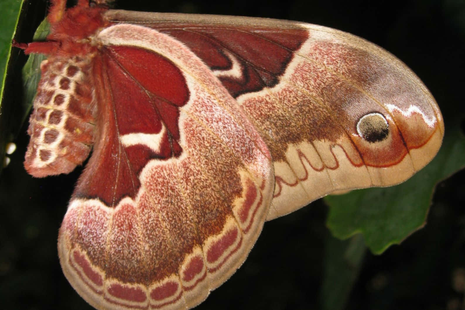 Promethea Moth, red brown and cream patterned wings, green leaves, HD Desktop Wallpaper