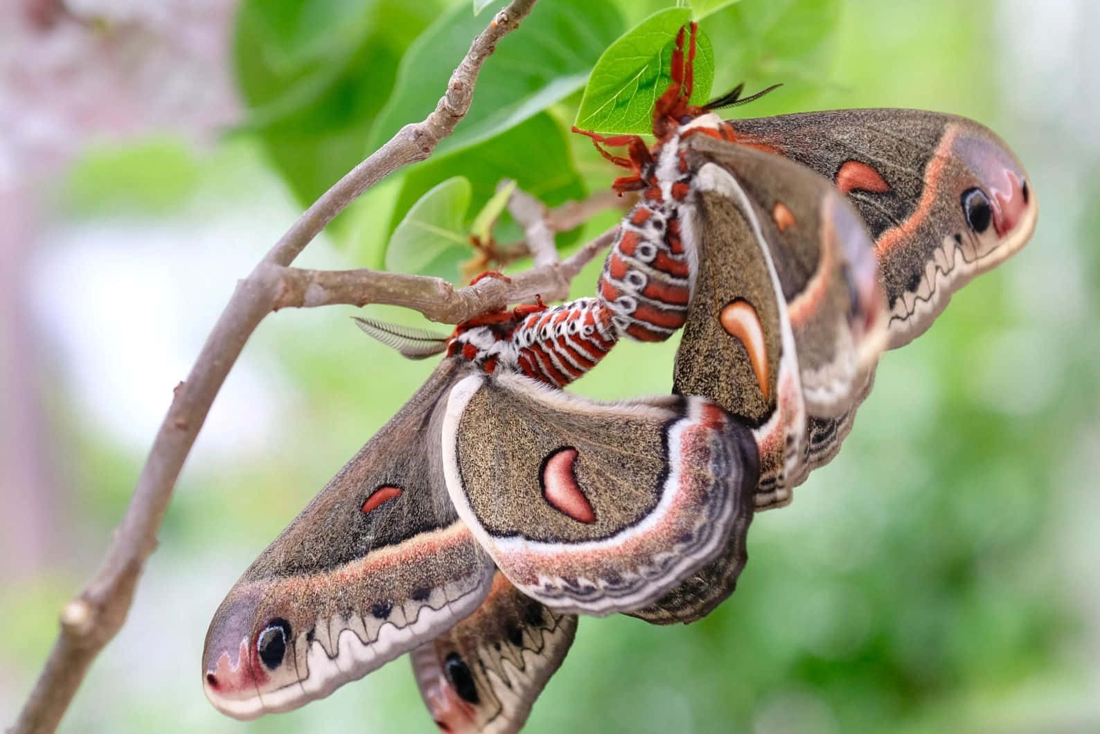 Promethea Moth, branch, brown and orange eyed moths, HD Desktop Wallpaper