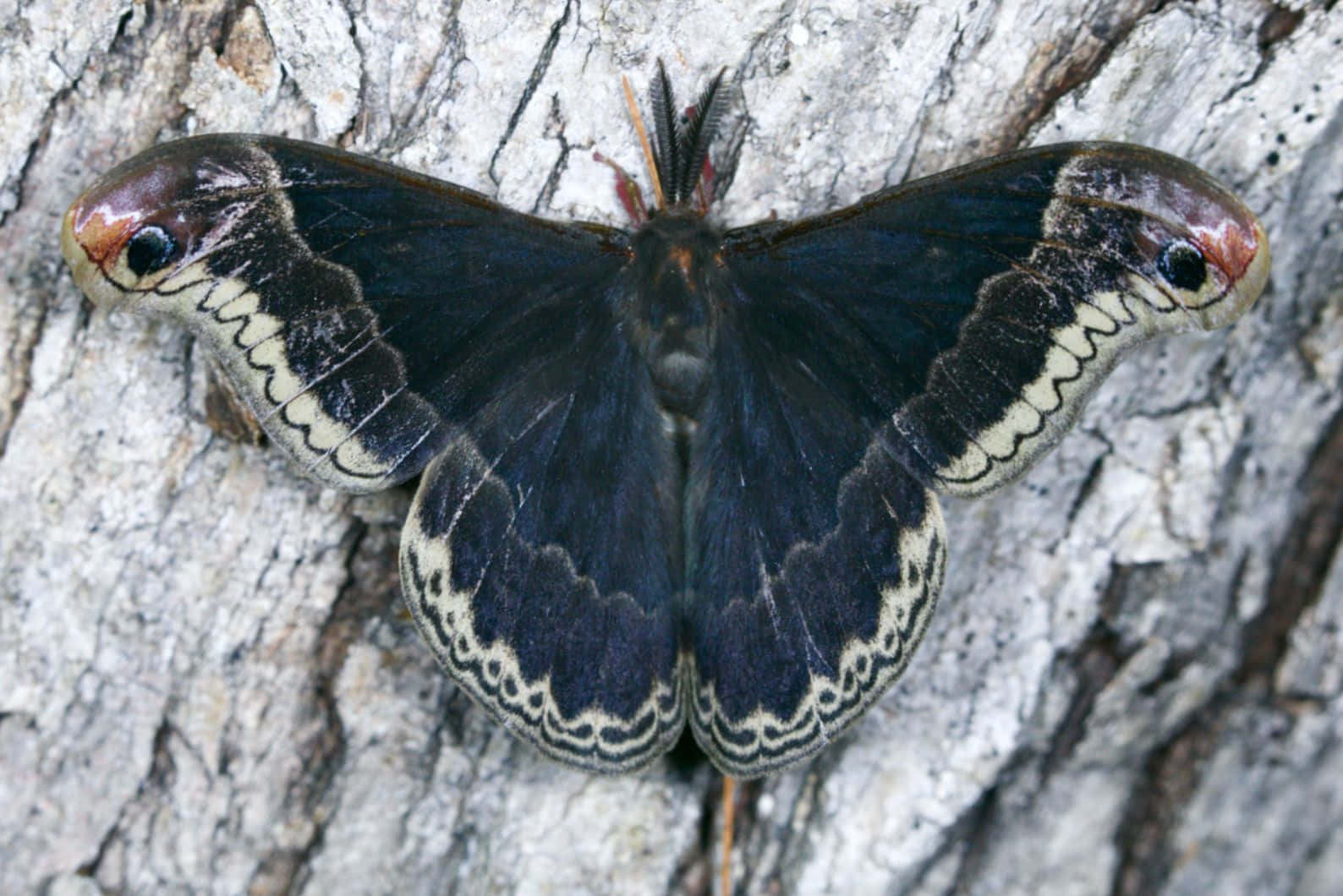 Promethea Moth, eye-like patterns, cream borders, HD Desktop Wallpaper