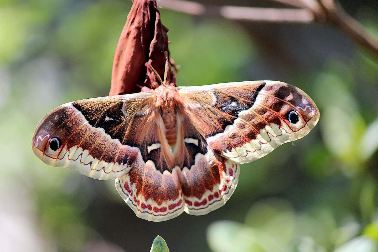 Promethea Moth, eye spots, dried flower bud, HD Desktop Wallpaper