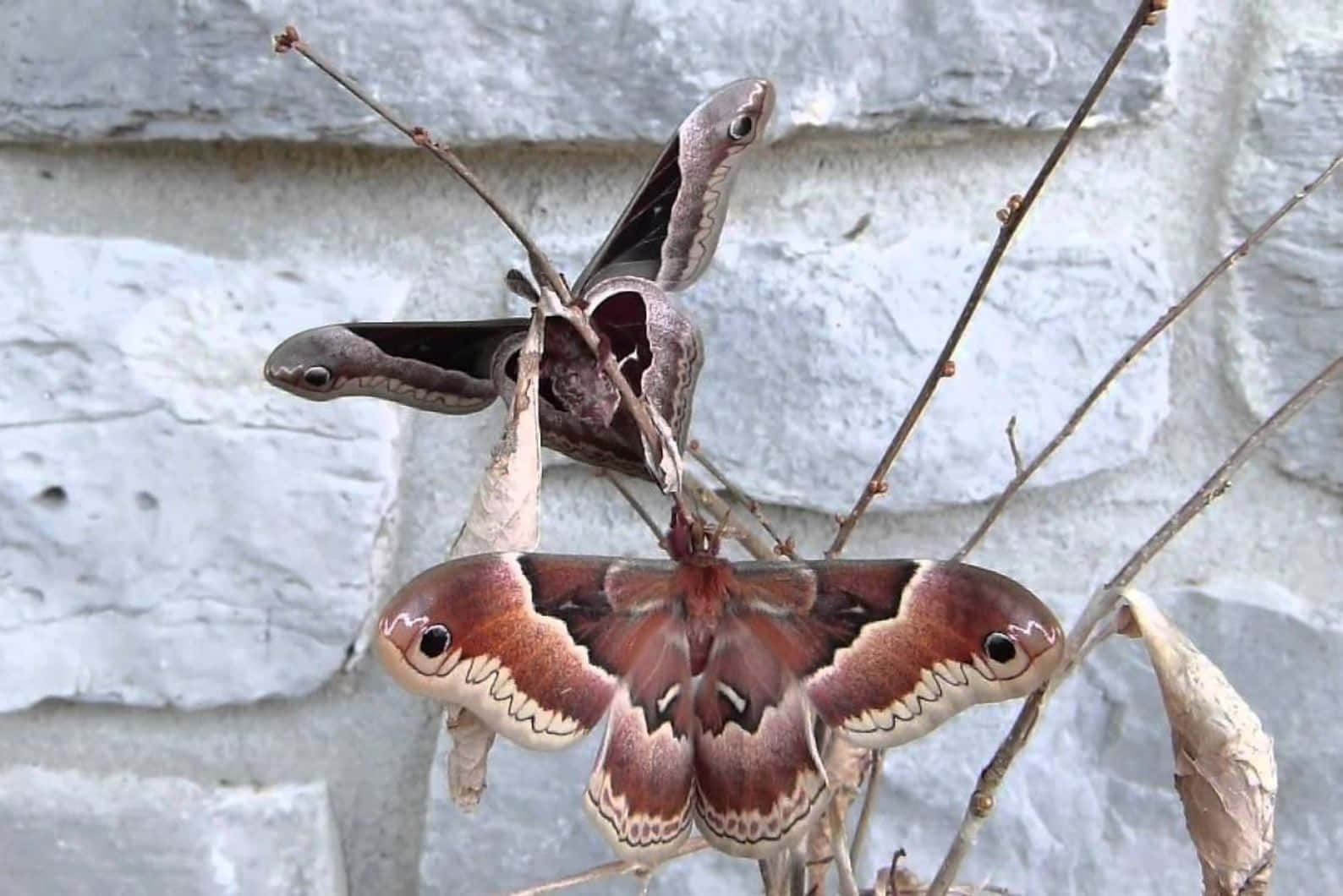 Promethea Moth, eye spot patterns, dry twigs, HD Desktop Wallpaper