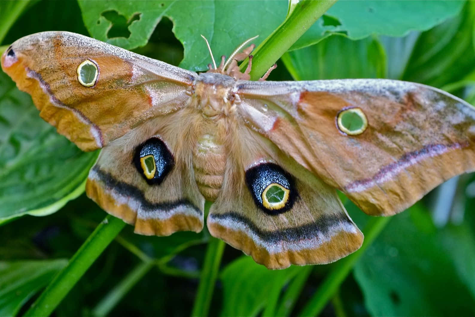 Promethea Moth, eye-like spots, vibrant green leaves, HD Desktop Wallpaper