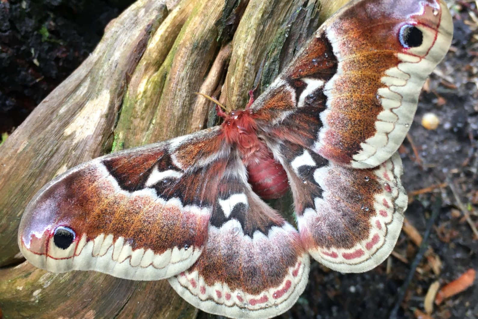 Promethea Moth, wood, tree stump, HD Desktop Wallpaper