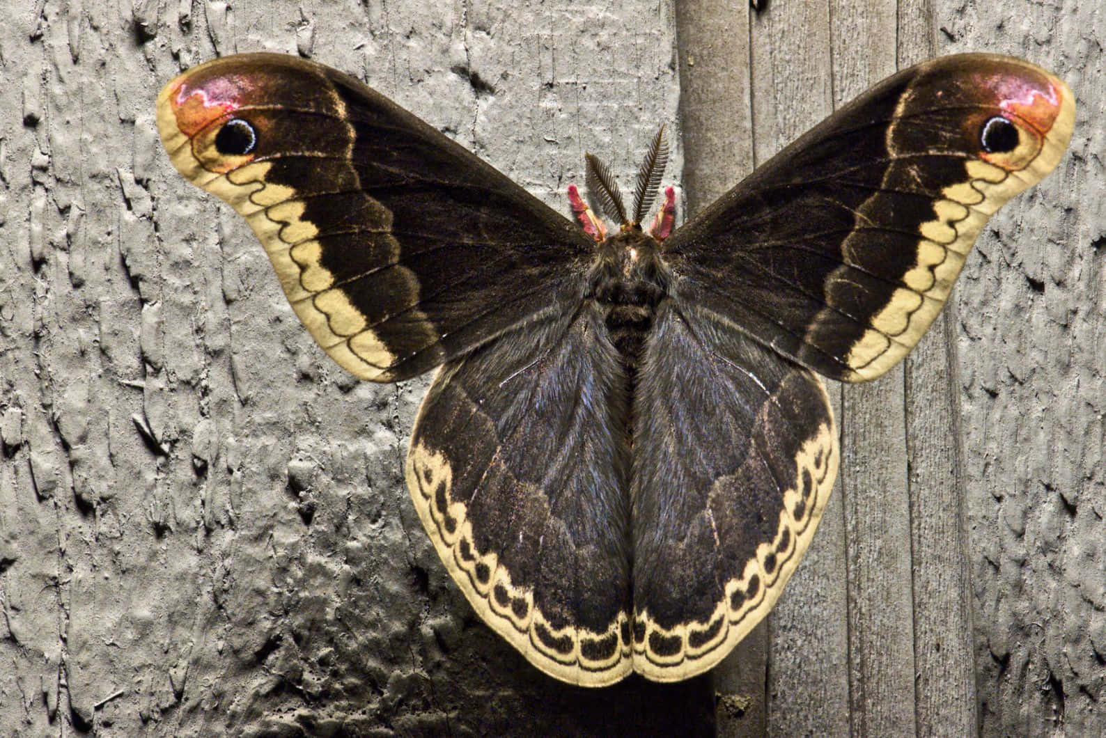 Promethea Moth, cream, pink eye spots, HD Desktop Wallpaper