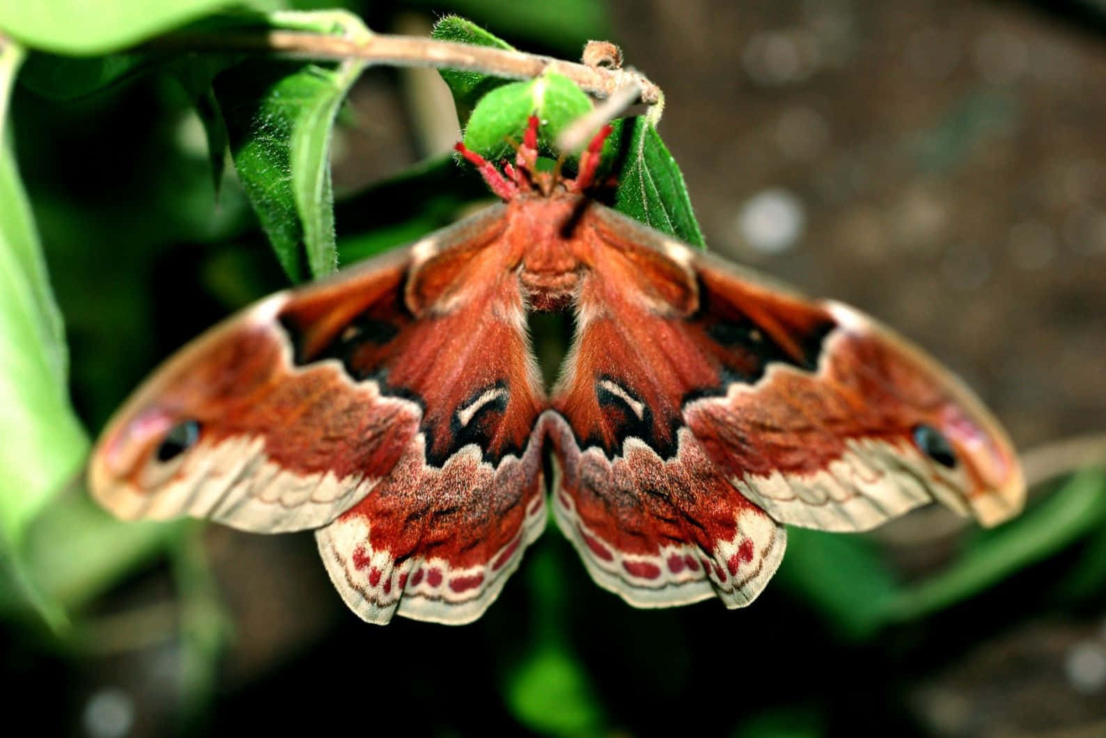 Promethea Moth, red and cream, eye spots, HD Desktop Wallpaper