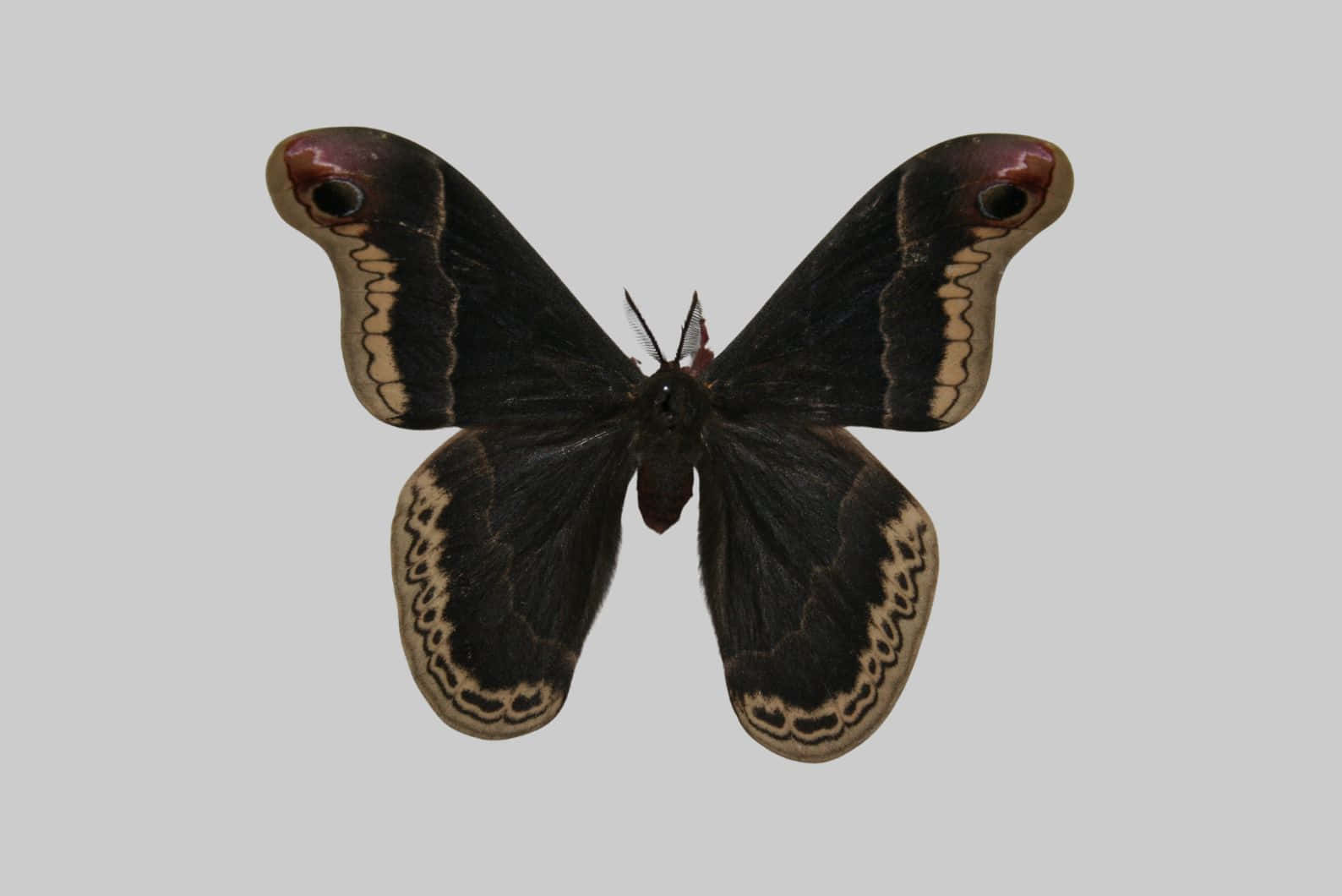 Promethea Moth, dark brown, eye spot patterns, HD Desktop Wallpaper