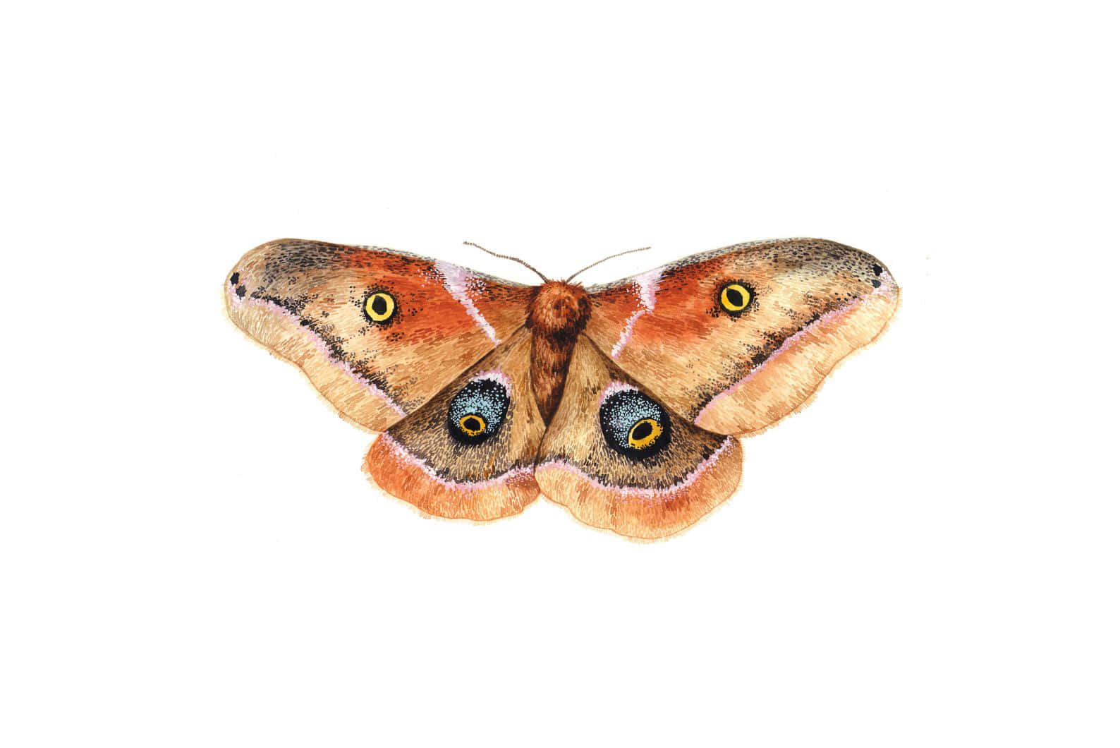 Promethea Moth, spread wings, brown moth, HD Desktop Wallpaper