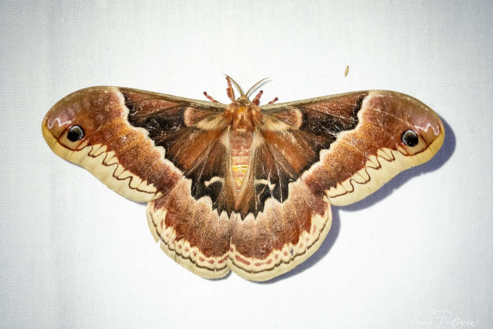 Promethea Moth, brown and cream, eye spots, HD Desktop Wallpaper