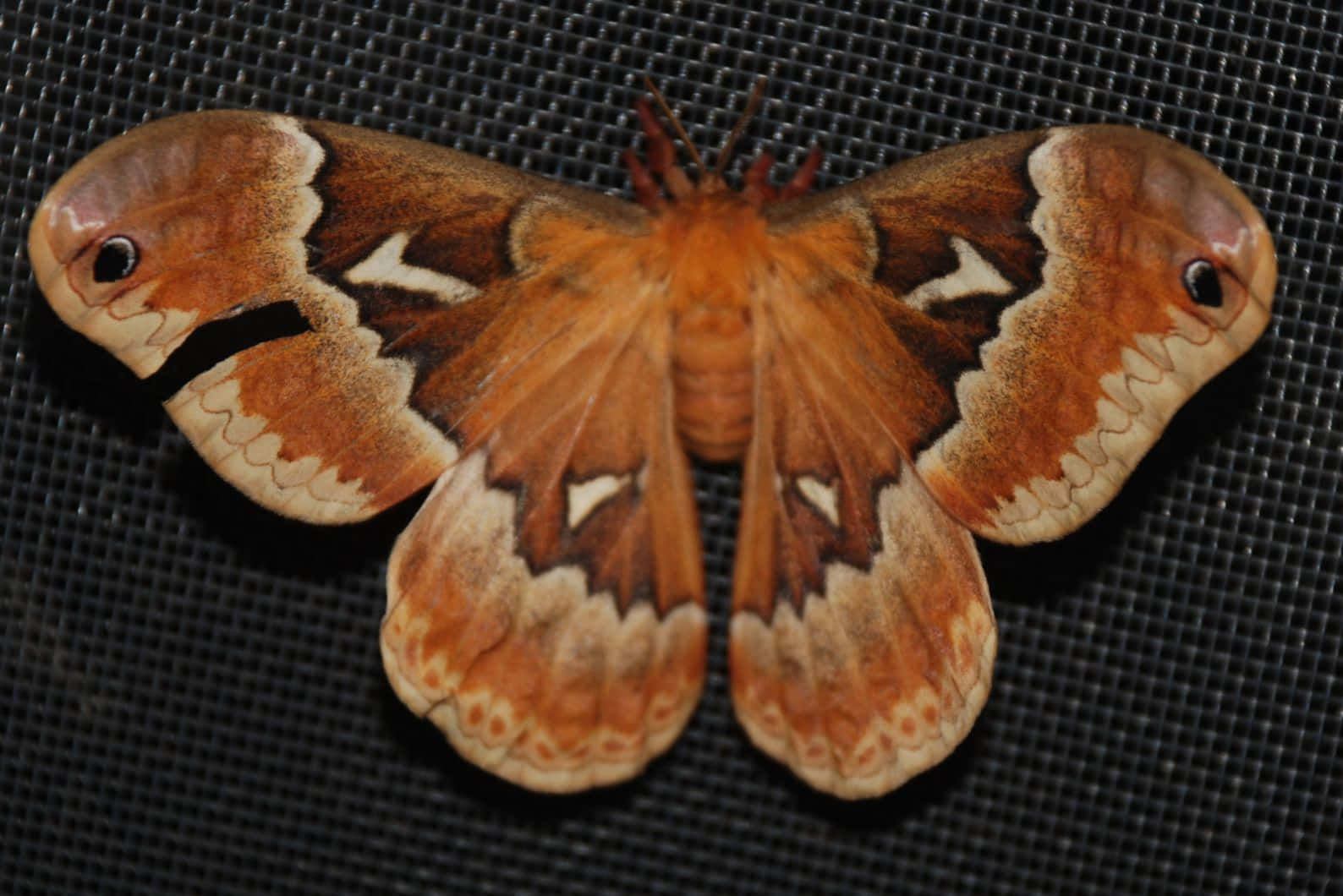 Promethea Moth, brown orange and cream wings, black mesh screen, HD Desktop Wallpaper