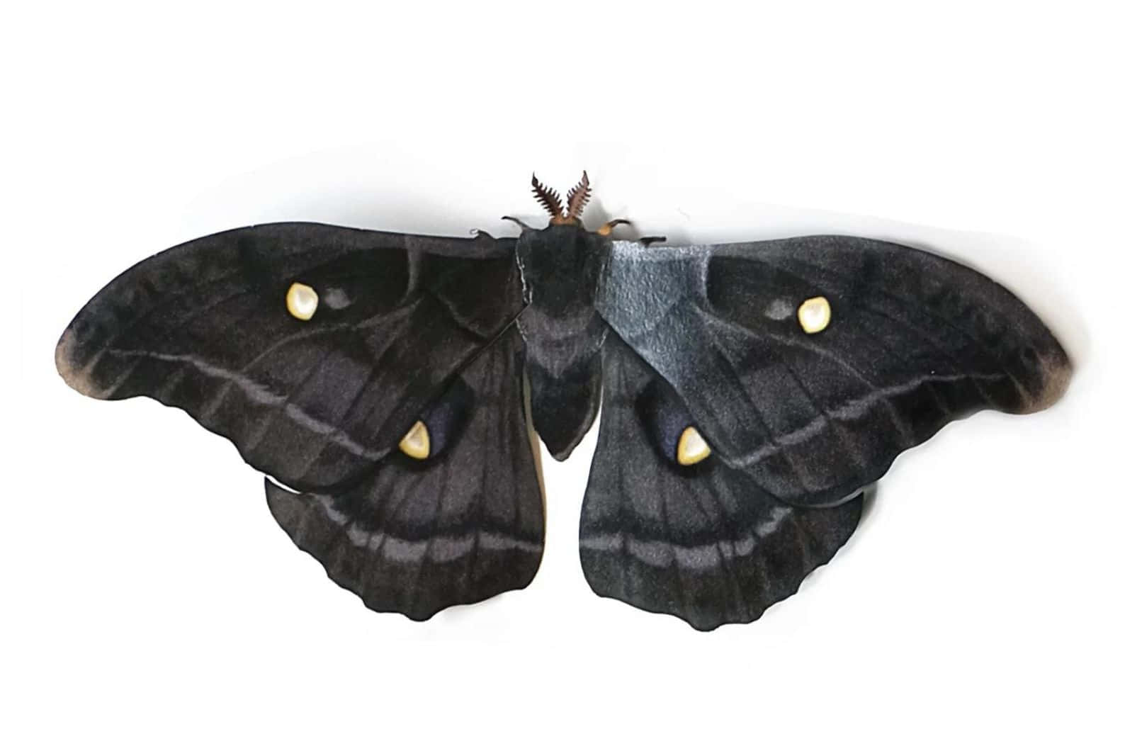 Promethea Moth, black moth, yellow eye spots, HD Desktop Wallpaper