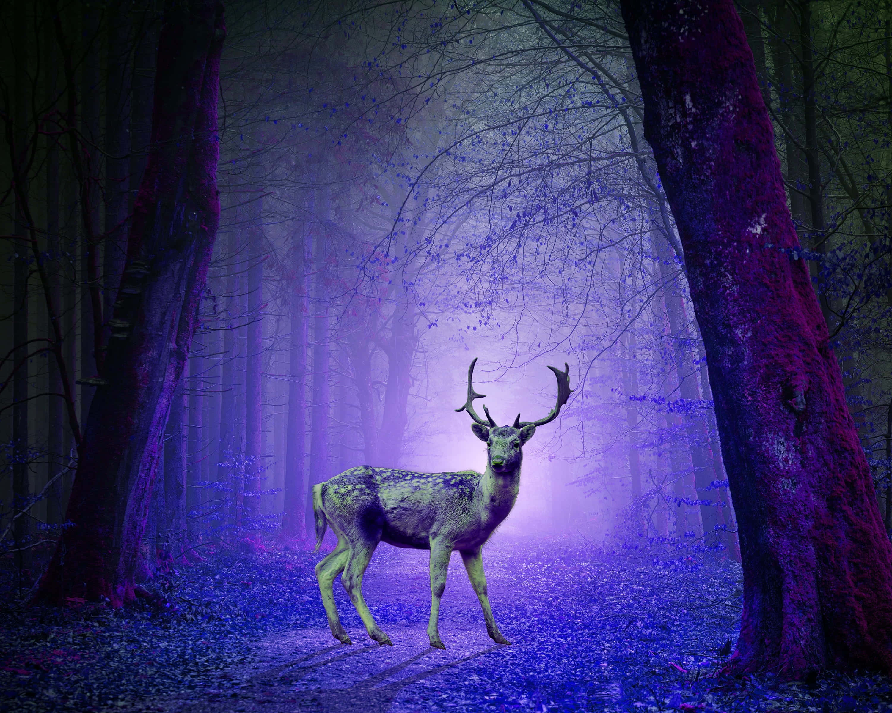 Psychedelic Animals, dear, antlers, 2K Desktop Wallpaper