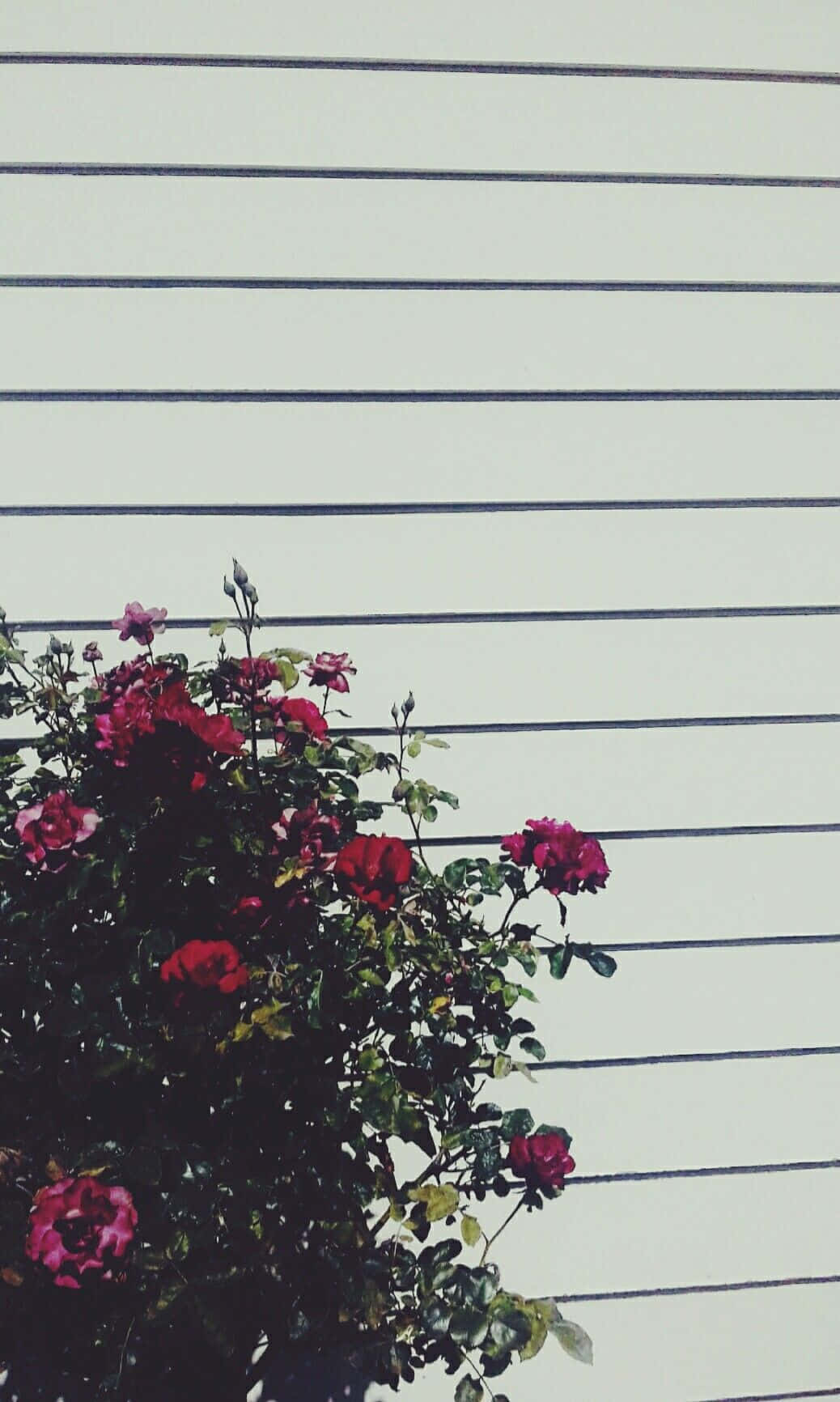 Psychedelic Grunge, red roses, white horizontal siding wall, HD Phone Wallpaper