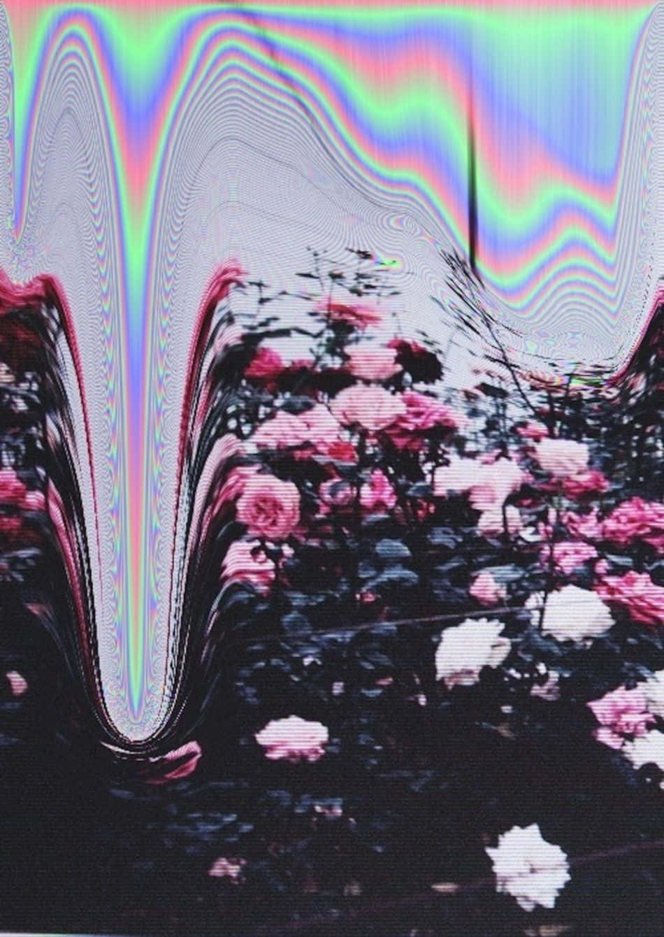 Psychedelic Grunge, pink and white roses, psychedelic glitch effect, HD Phone Wallpaper