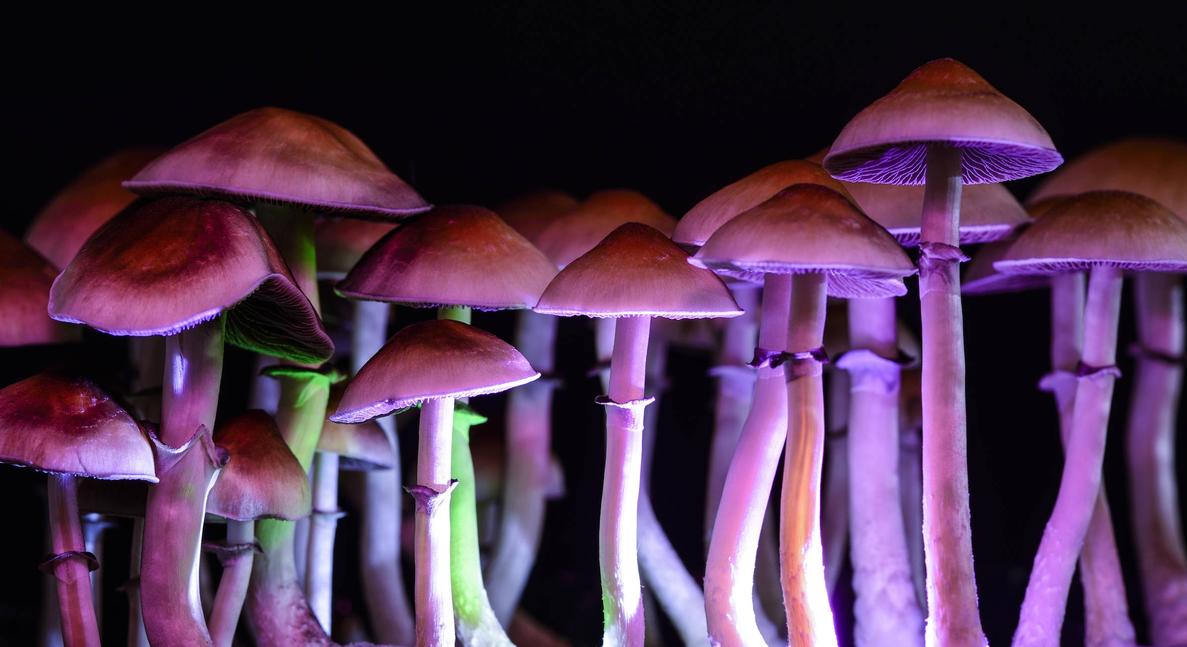 Psychedelic Mushroom, glowing purple mushrooms, green stems, Full HD Desktop Wallpaper