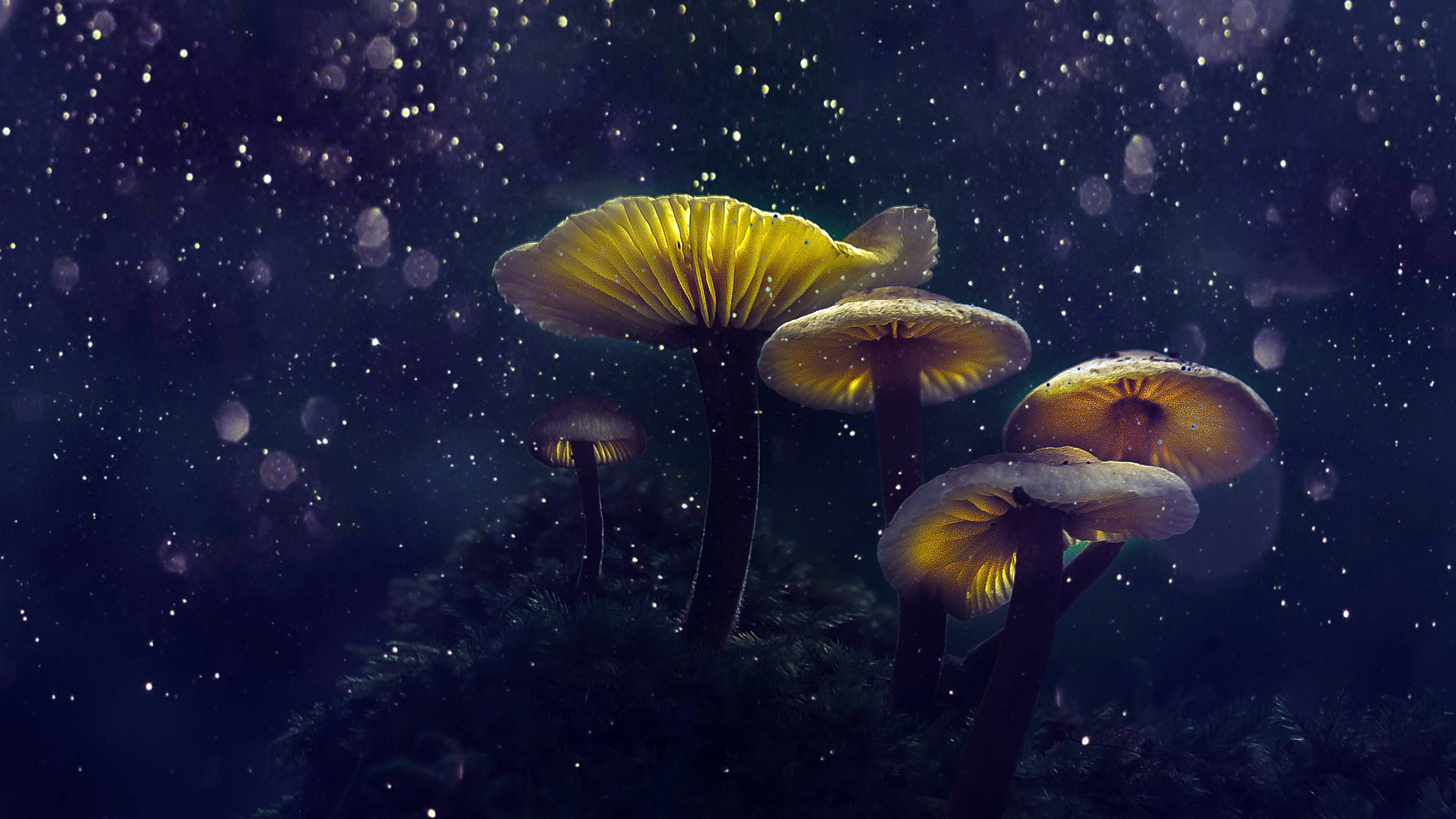 glowing yellow mushrooms, illuminated caps, dark moss, 8K Desktop Wallpaper