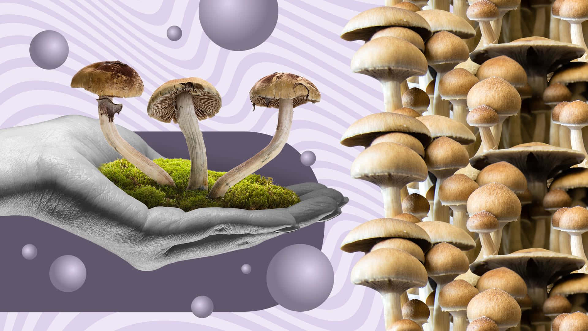trippy mushroom, mossy soil, purple wavy background, Full HD Desktop Wallpaper