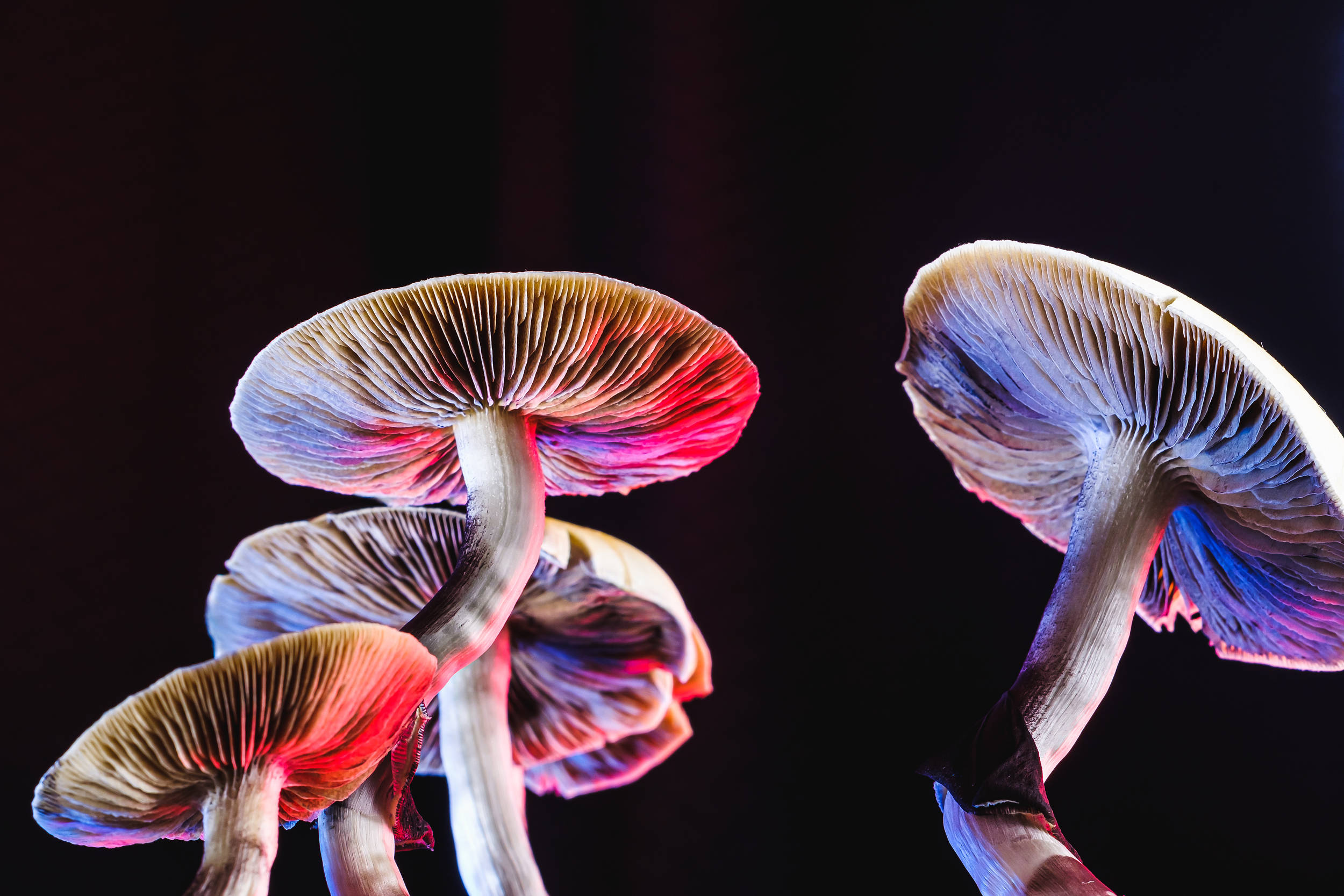 Psychedelic Mushroom, red and blue hues, glowing mushrooms, Full HD Desktop Wallpaper