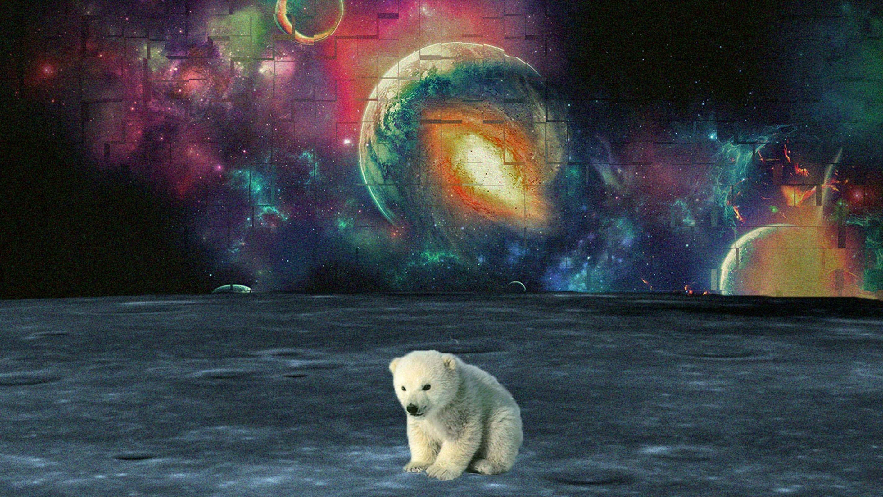 psychedelic space, polar bear cub, moonlike surface, 2K Desktop Wallpaper