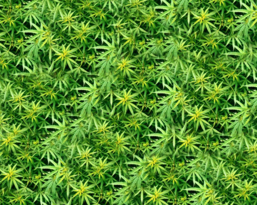 yellow green marijuana weed, vibrant green cannabis leaves, yellow centers, SD Desktop Wallpaper