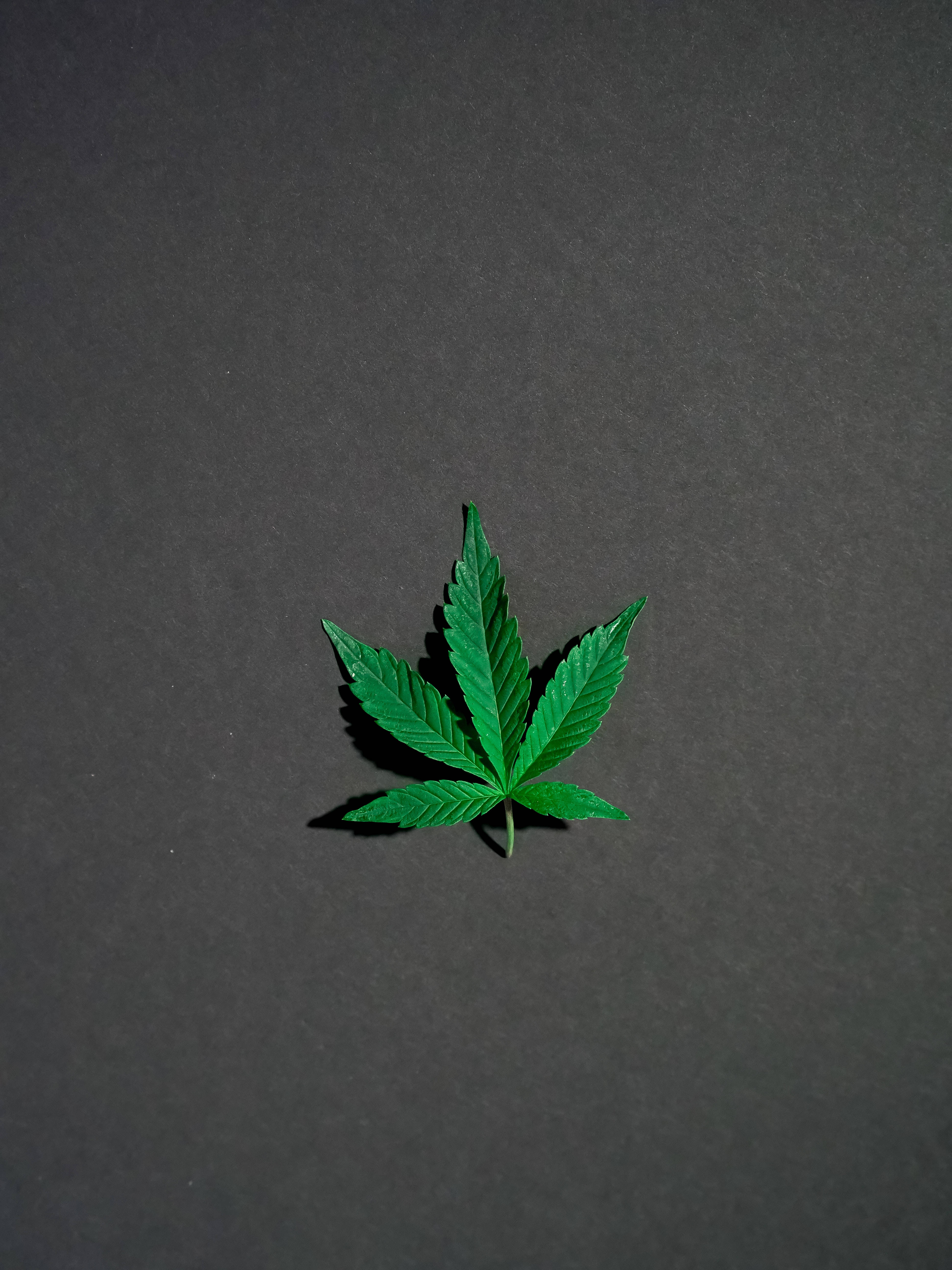 Cool Weed Grey Portrait, vibrant green cannabis leaf, smooth dark gray surface, 5K Phone Wallpaper