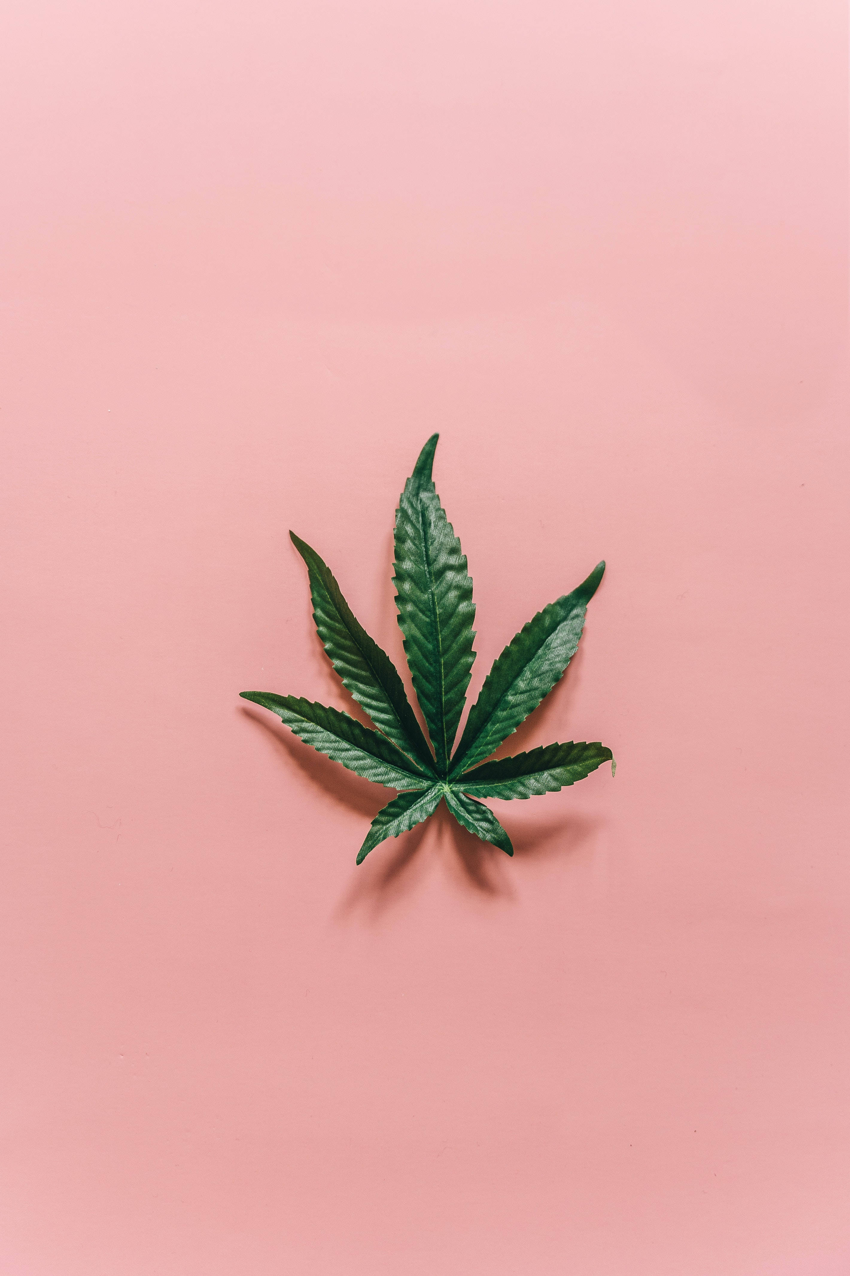 vibrant green cannabis leaf, soft pink background, subtle shadow, 4K Phone Wallpaper