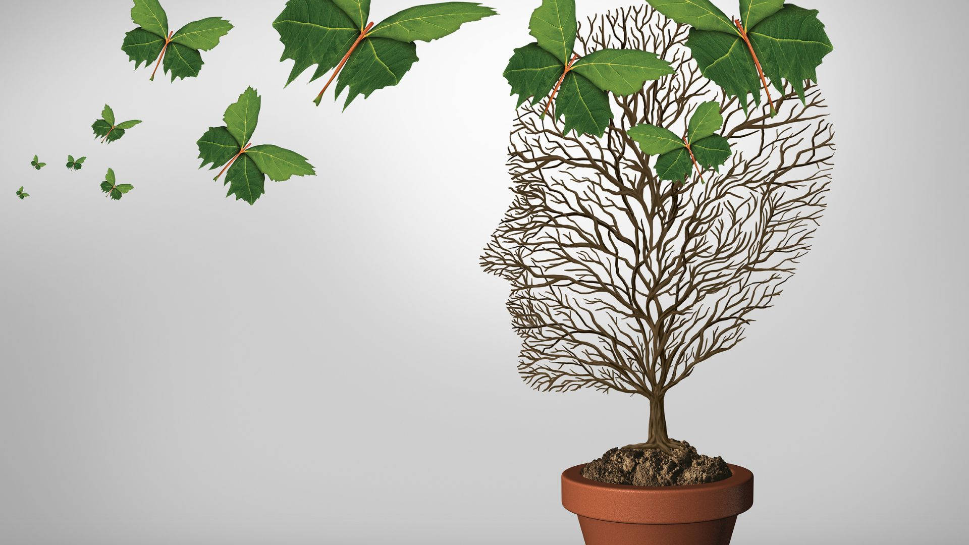 human head shaped plant, potted tree, green leaves, Full HD Desktop Wallpaper