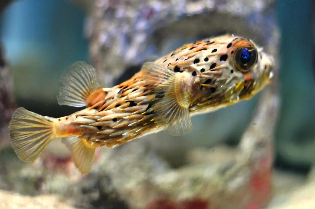 Pufferfish Wallpapers