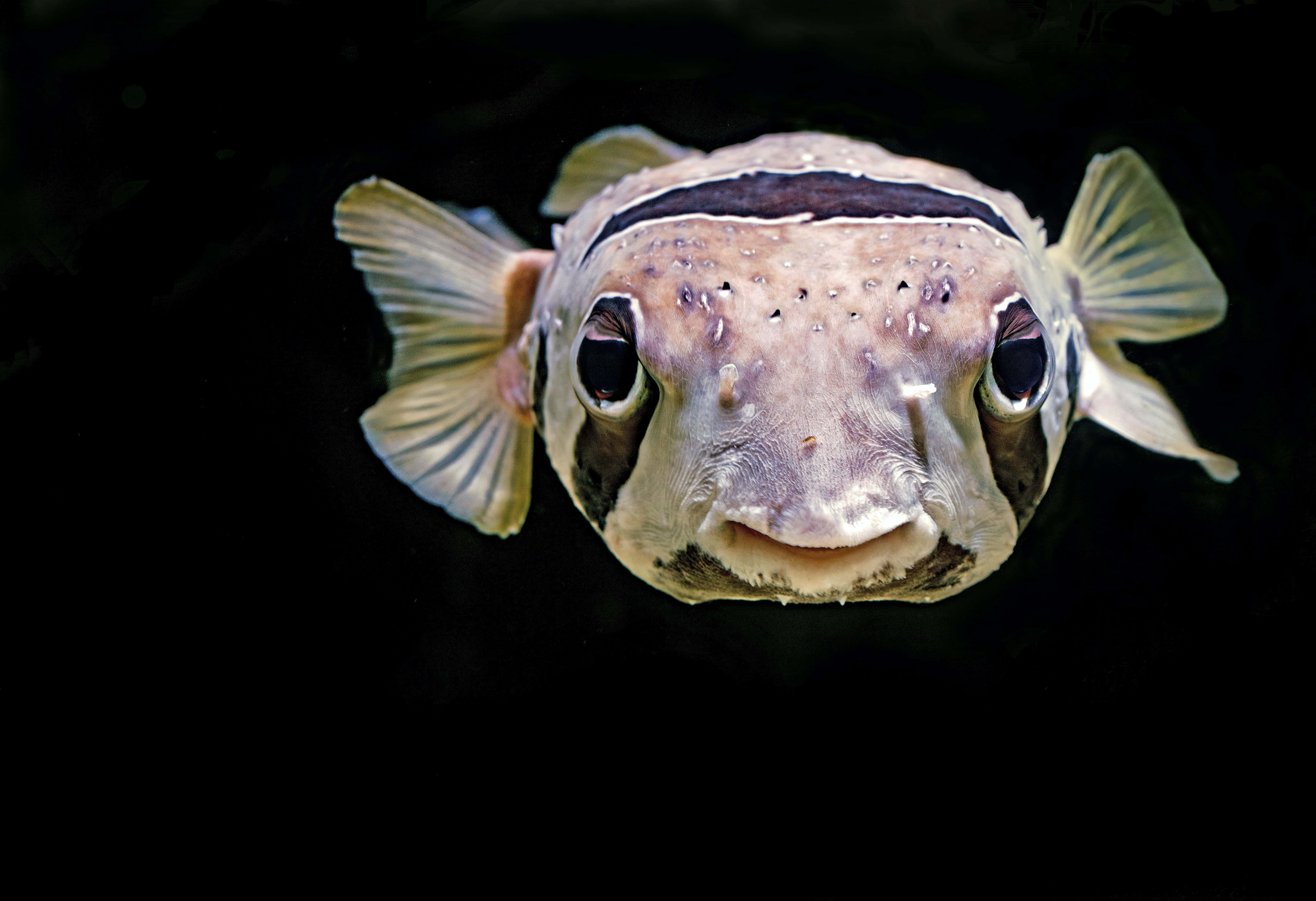 pufferfish, bulging eyes, spotted skin, 5K Desktop Wallpaper