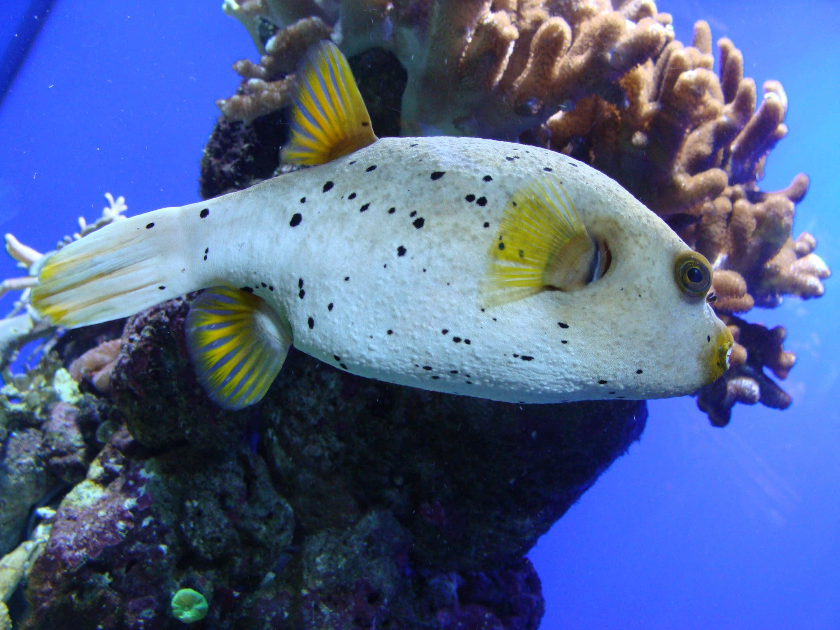 pufferfish, spotted white, yellow fins, 2K Desktop Wallpaper