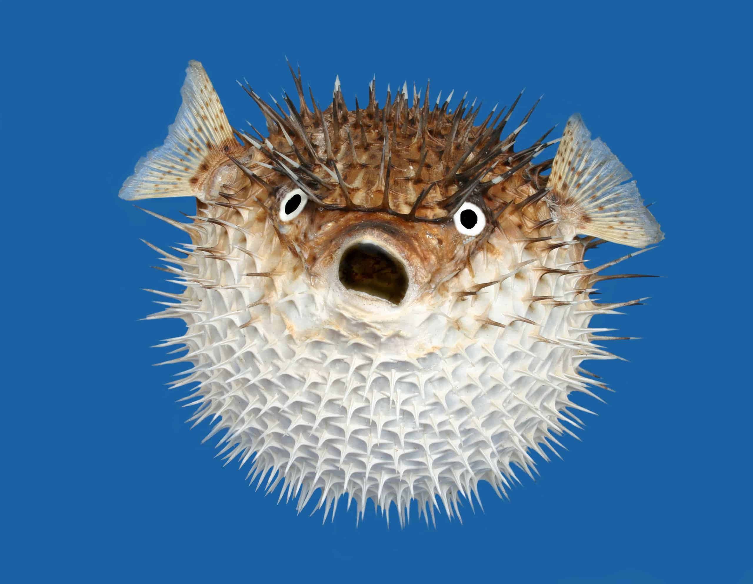 pufferfish, coral reef, spiky white and brown skin, 2K Desktop Wallpaper